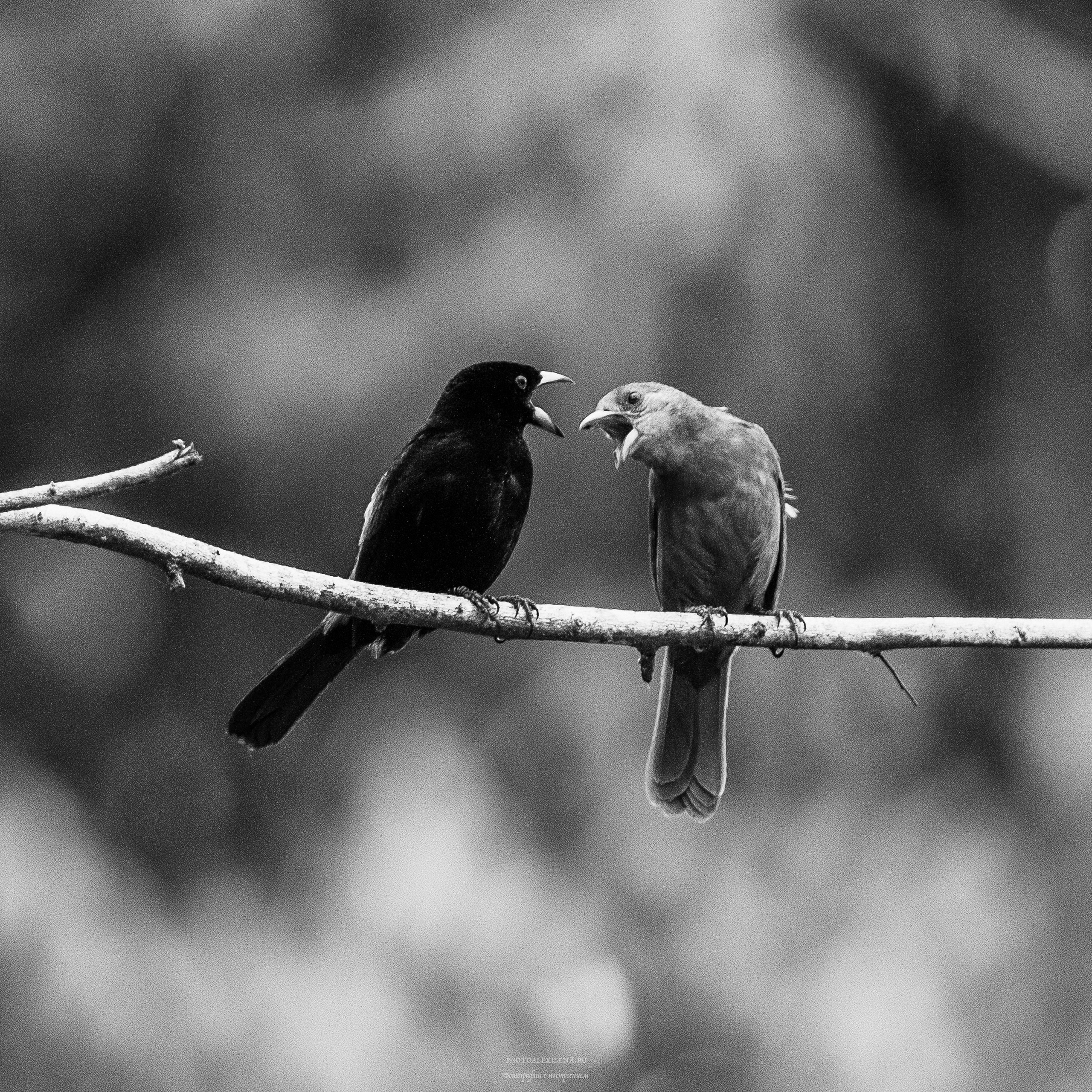 Чёрно-белые птицы. Авторские стильные фотокартины