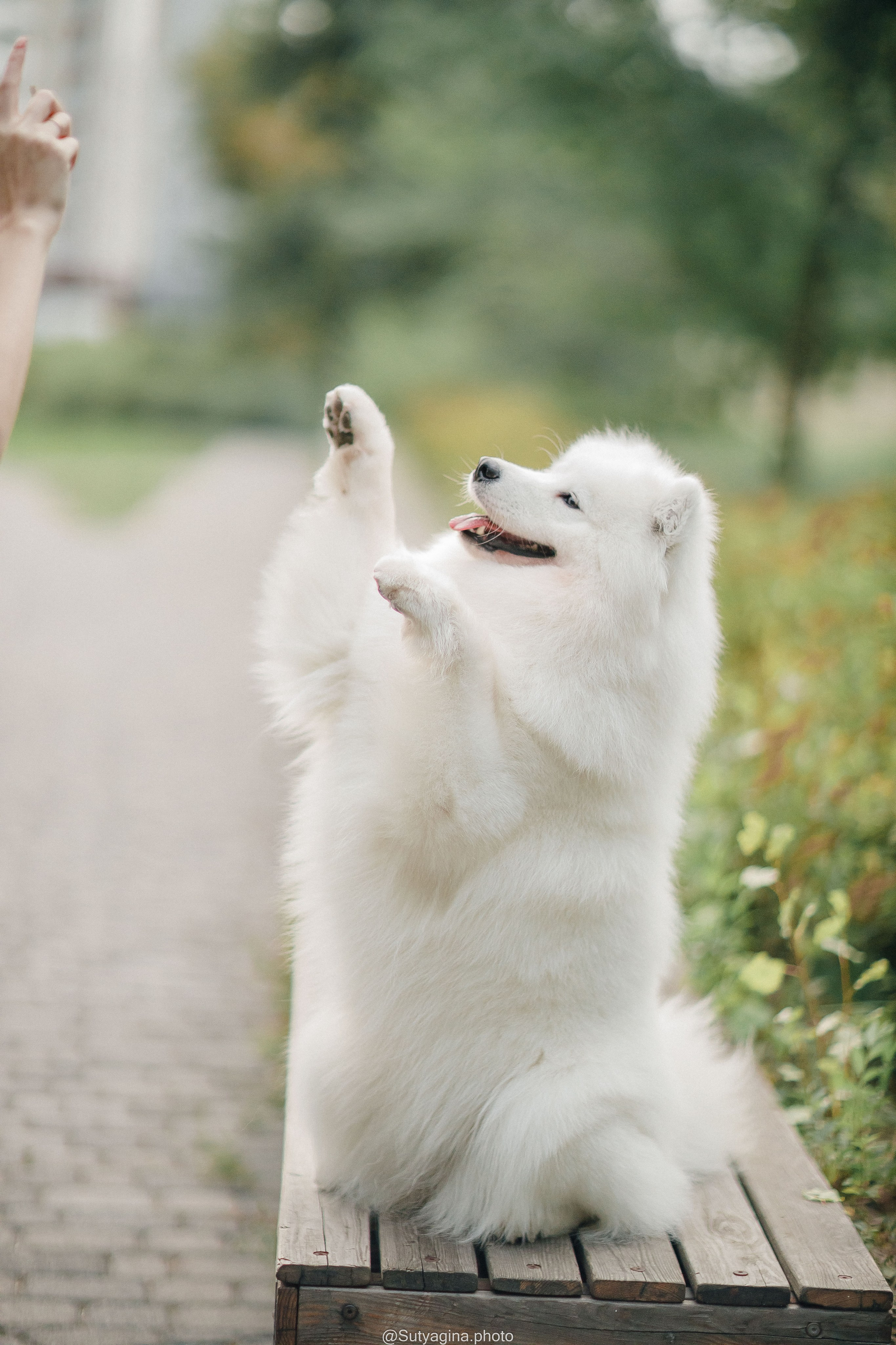 Самоед Рея. Свадебный и женский фотограф