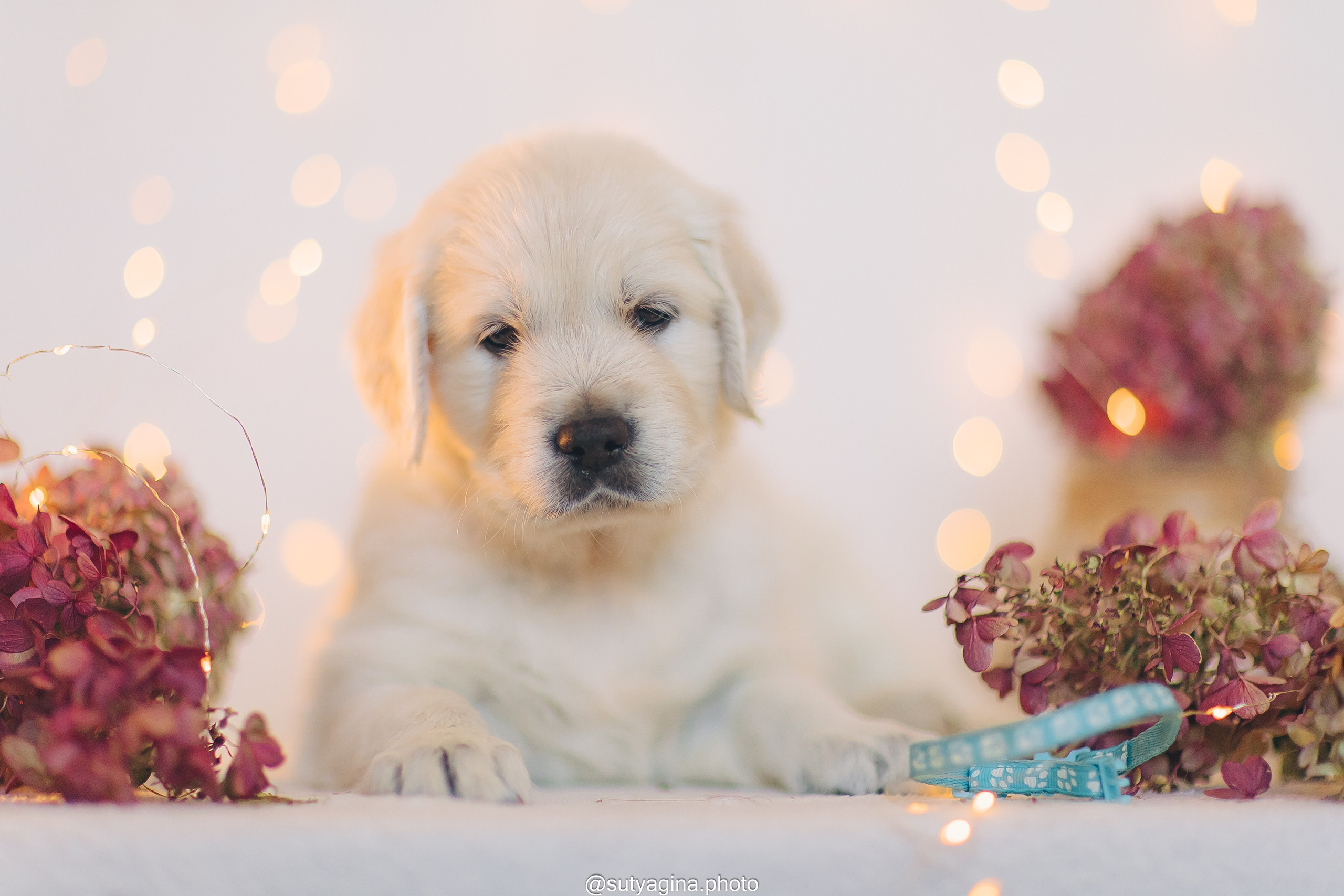 Голубой ошейник. Свадебный и женский фотограф