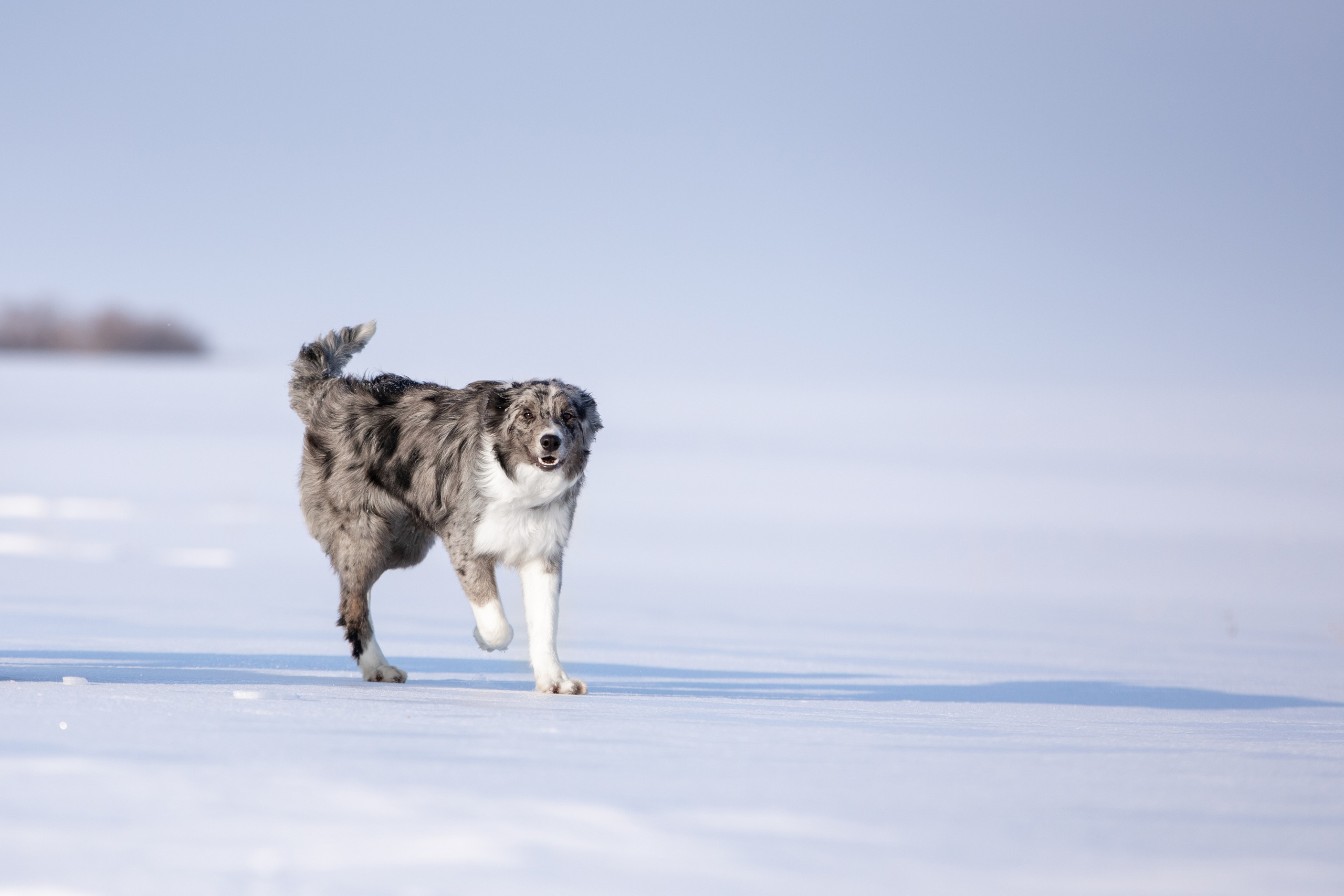 Мороз и солнце. О нас