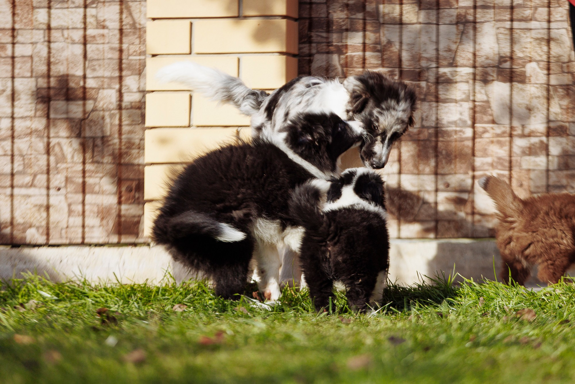 У дома с большой компанией от мала до велика. О нас