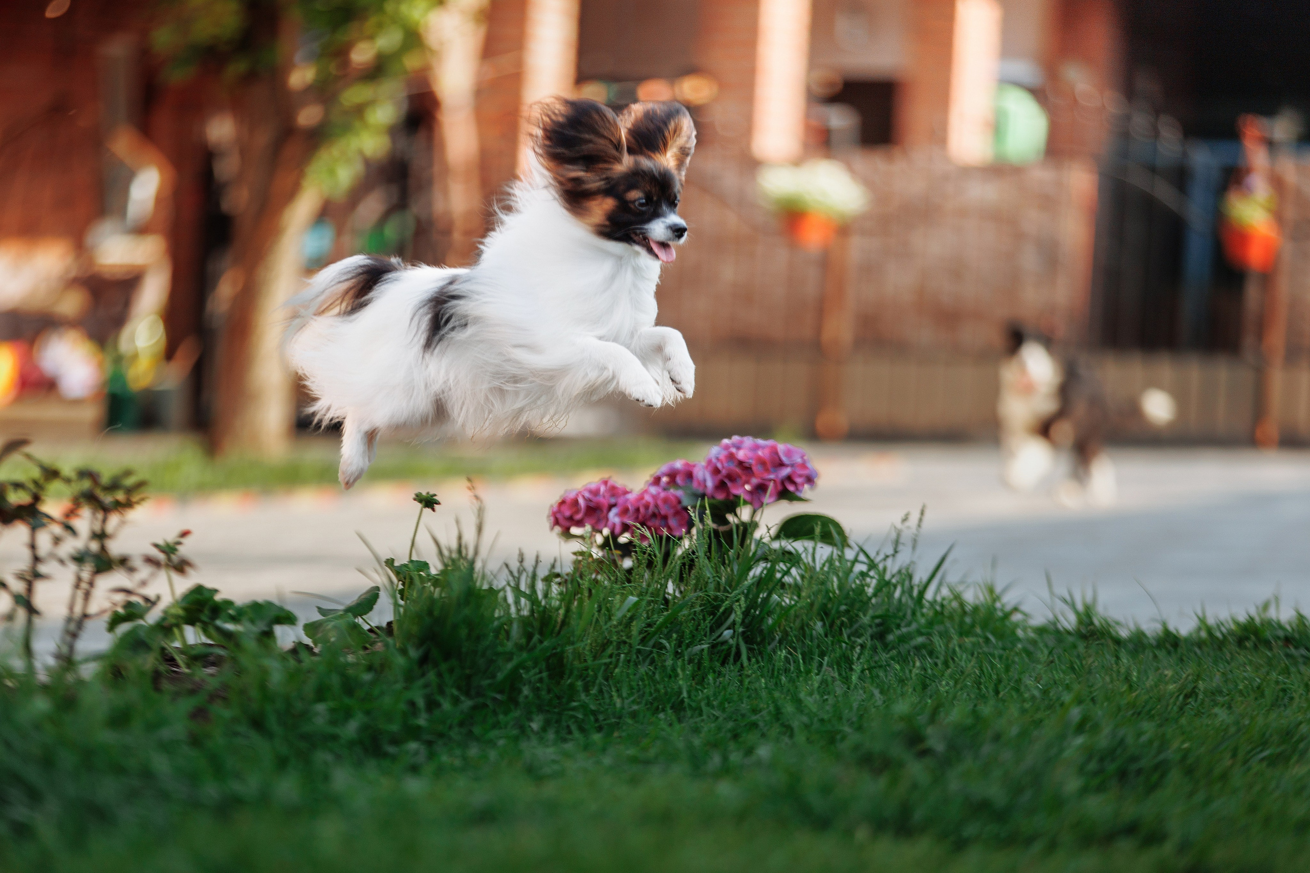 Пушистое. О нас