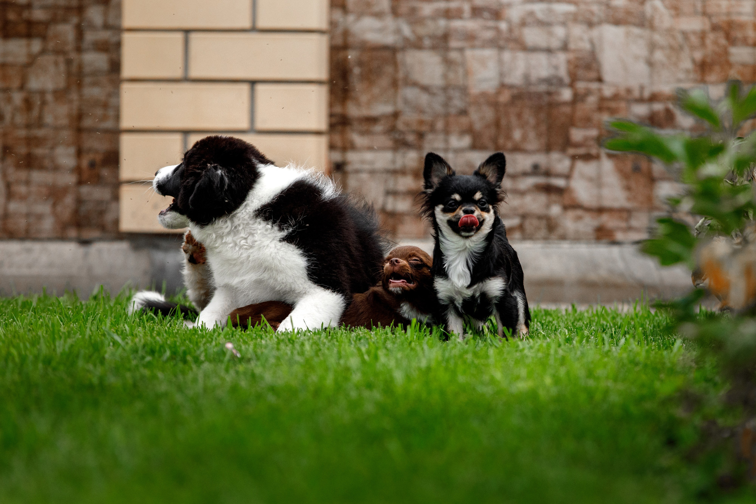 Болтовня в саду. О нас