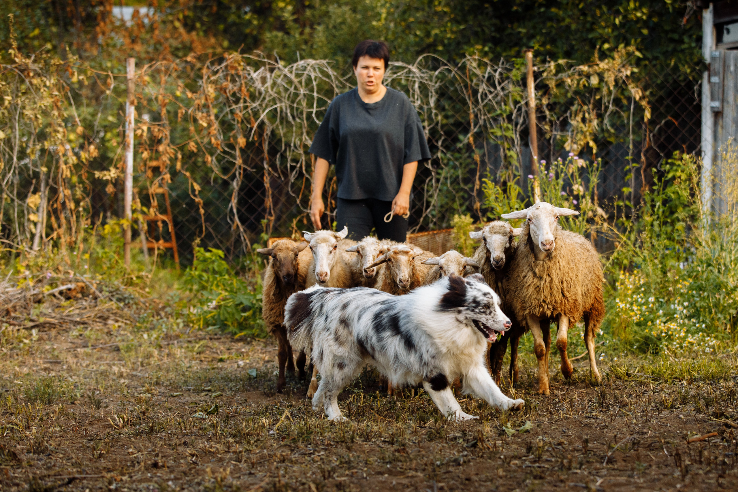 Овечий день. О нас