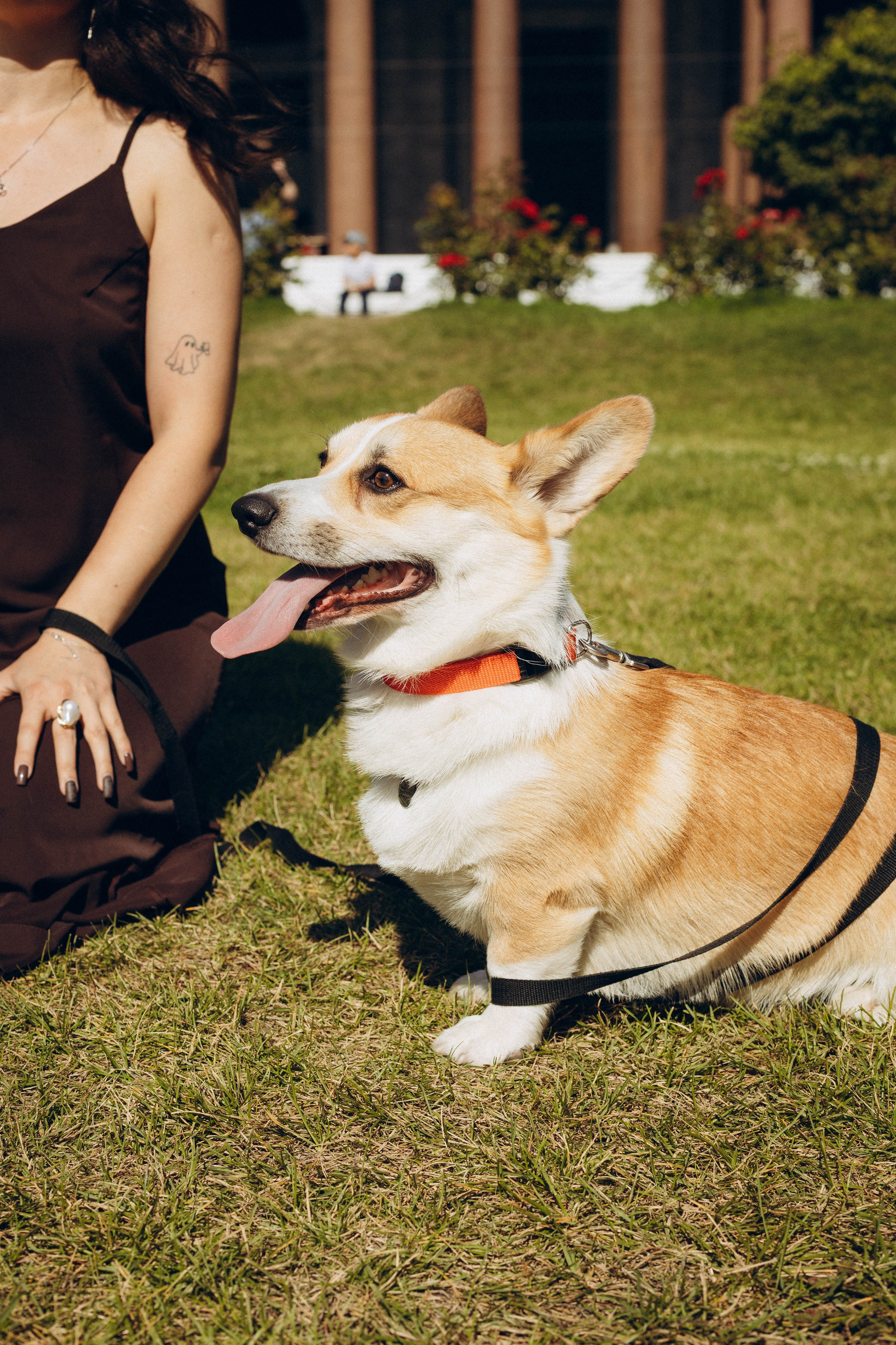 Фотосессия с собакой. Фотограф в Санкт-Петербурге Полина