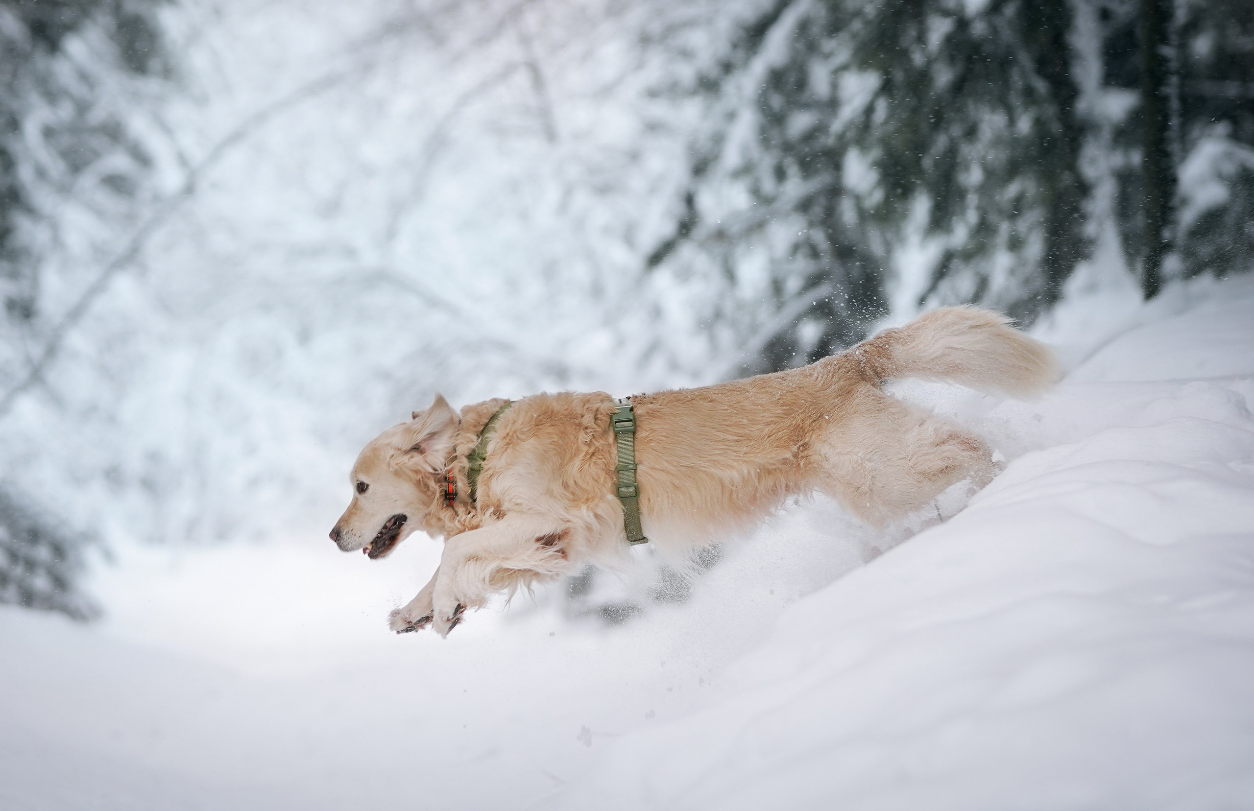 Настя и Арчи. Фотограф-анималист в Санкт-Петербурге Яна Мартынова