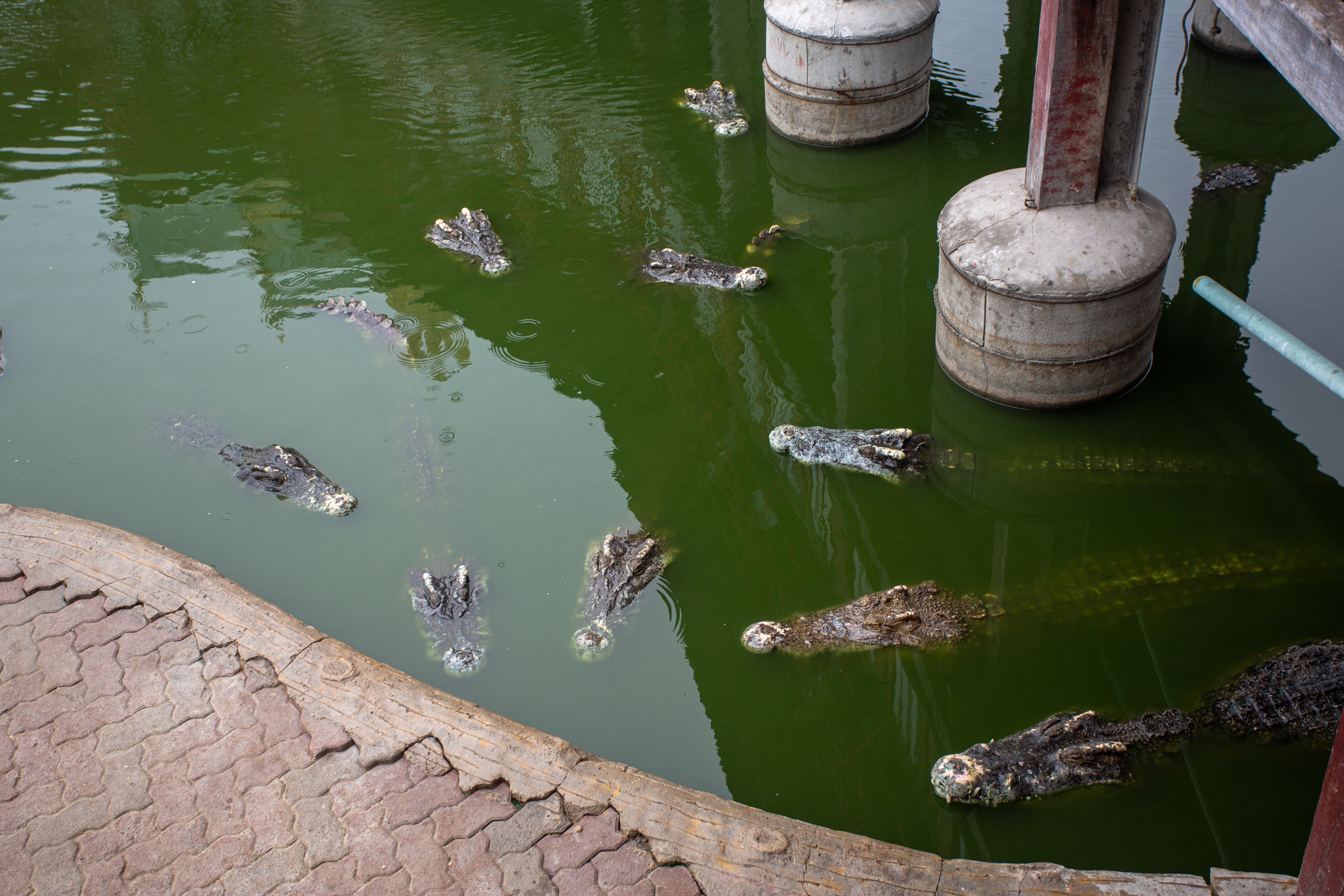 Samut Prakan Crocodile Farm & Zoo. Photographer Sonkina Tatiana (Tanya Ash)