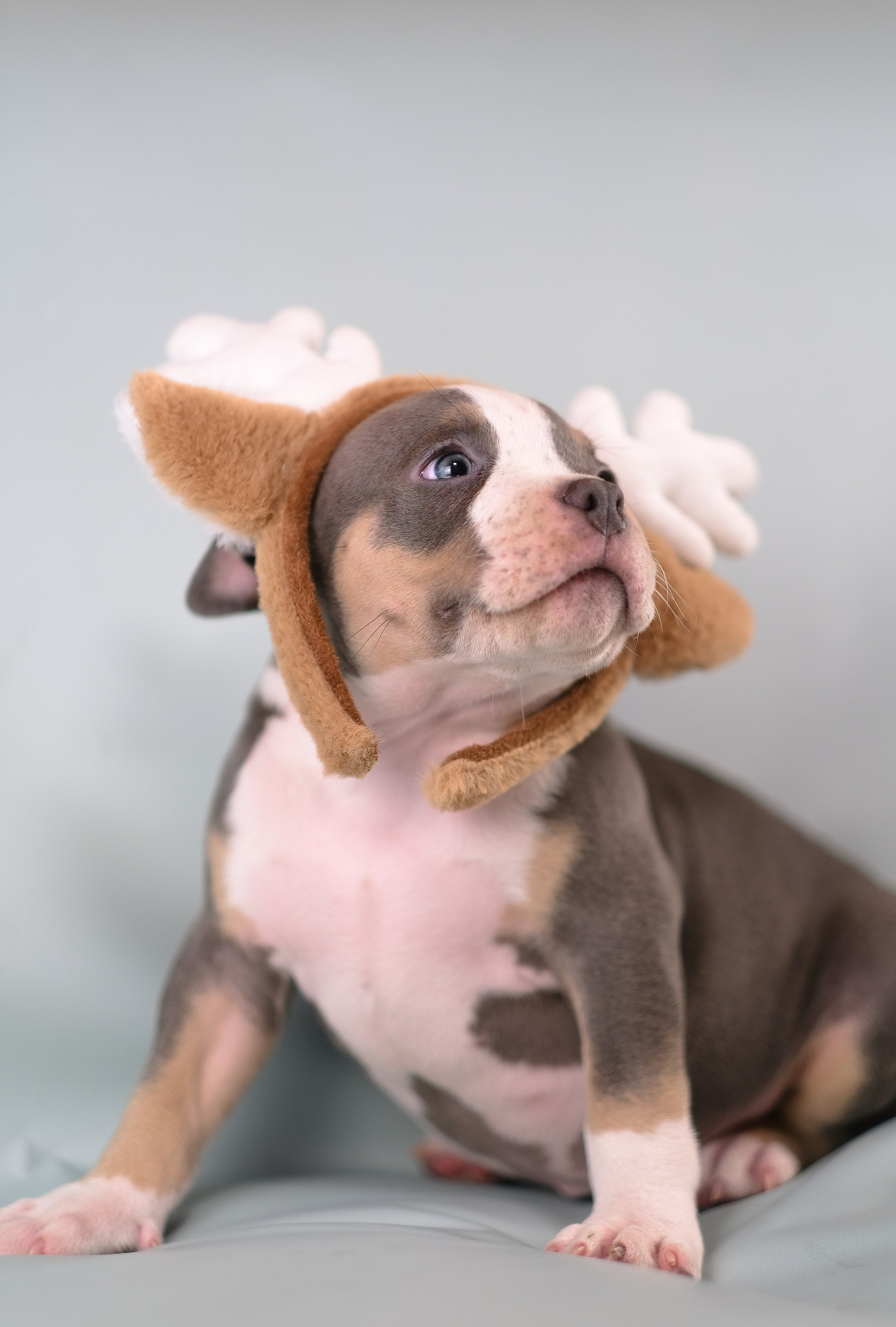 Американский Булли. Фотограф и видеограф анималист Аганина Дарья