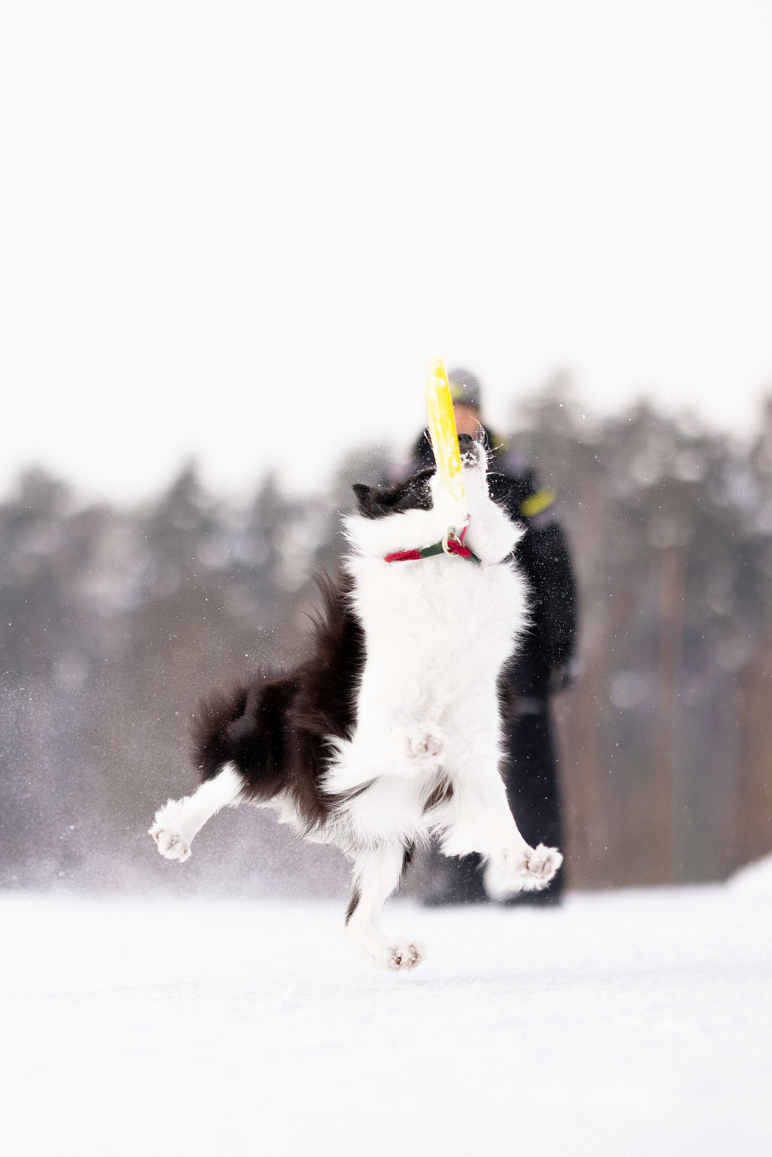 Лилия, Алексей и Ариана. Фотограф и видеограф анималист Аганина Дарья