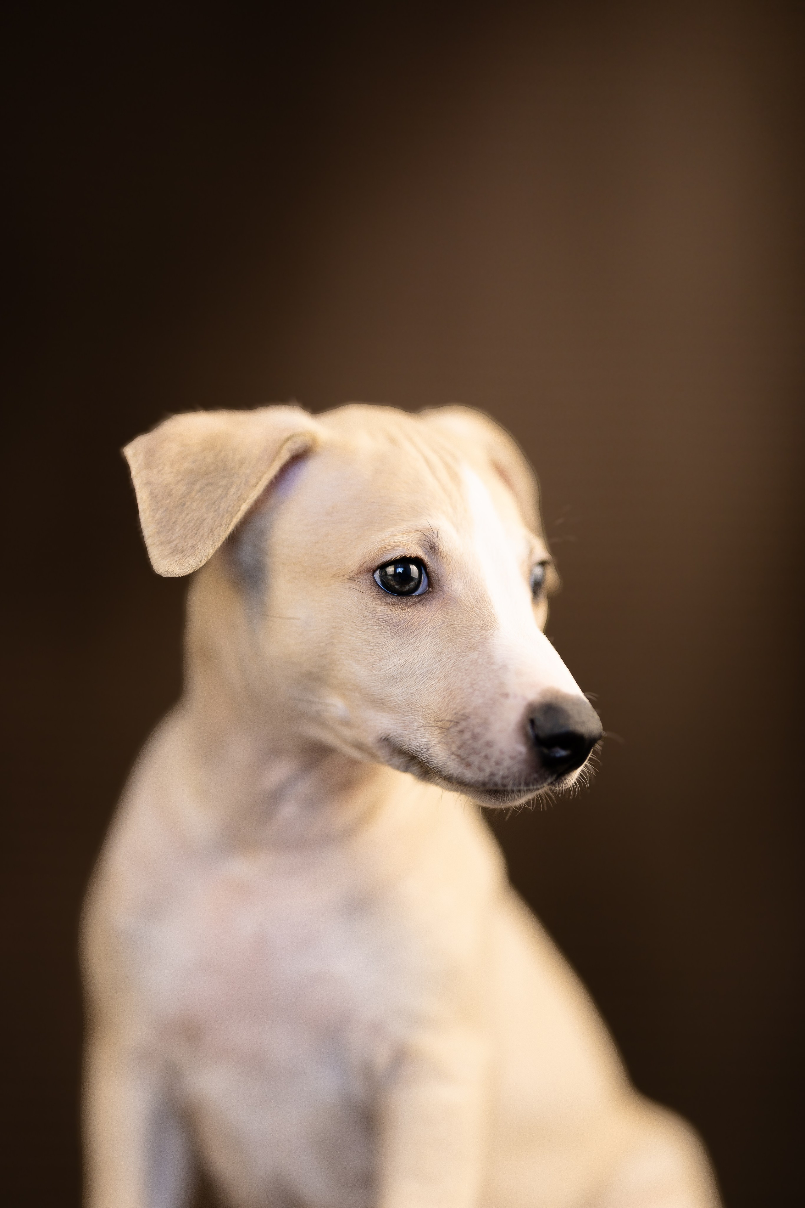 Уиппет. Фотограф и видеограф анималист Аганина Дарья