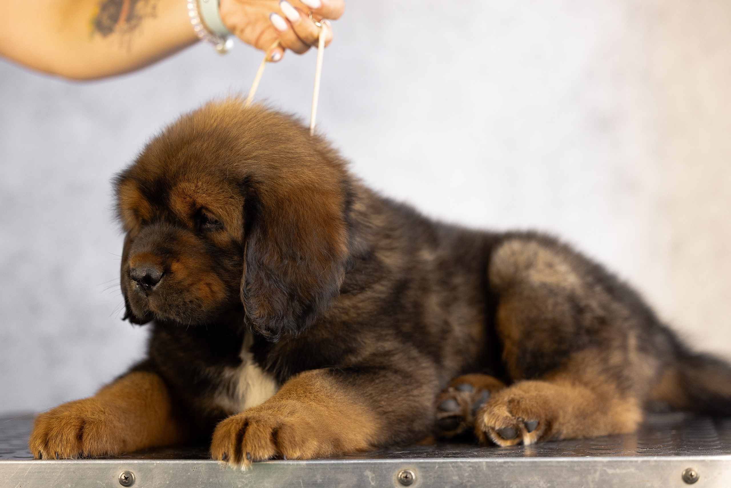 Тибетский мастиф. Фотограф и видеограф анималист Аганина Дарья