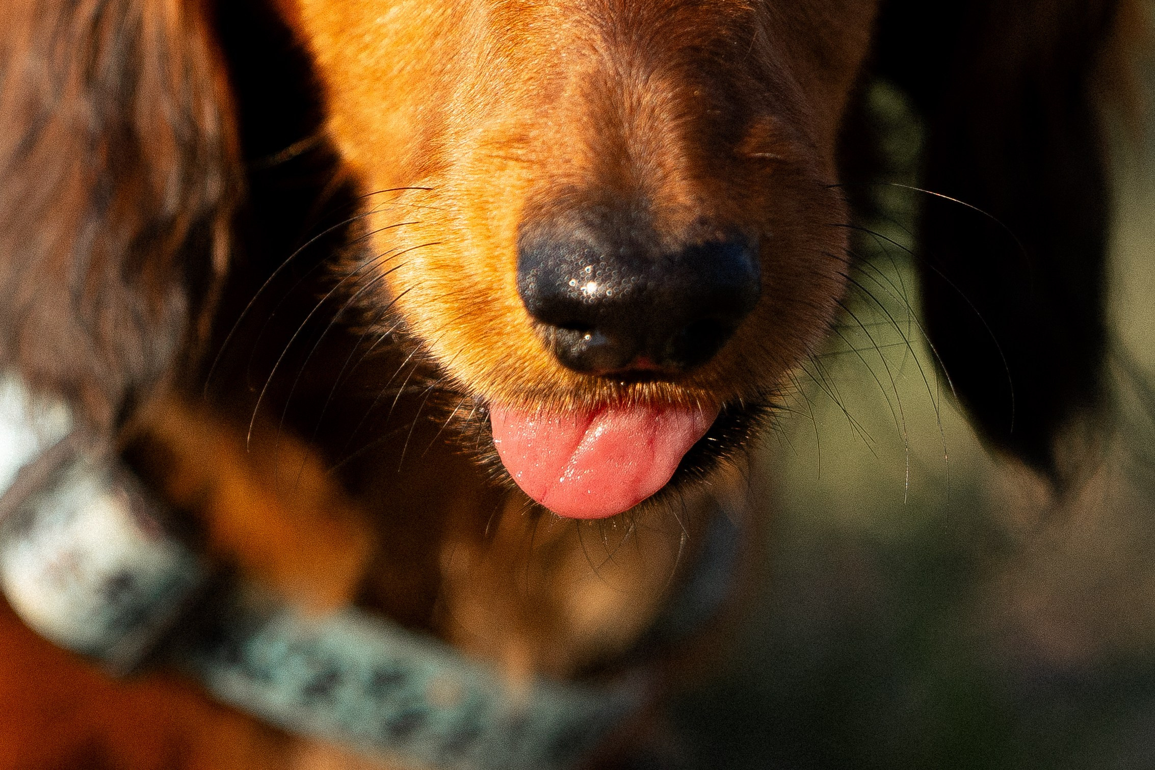 Разношерстная компания. Фотограф и видеограф анималист Аганина Дарья