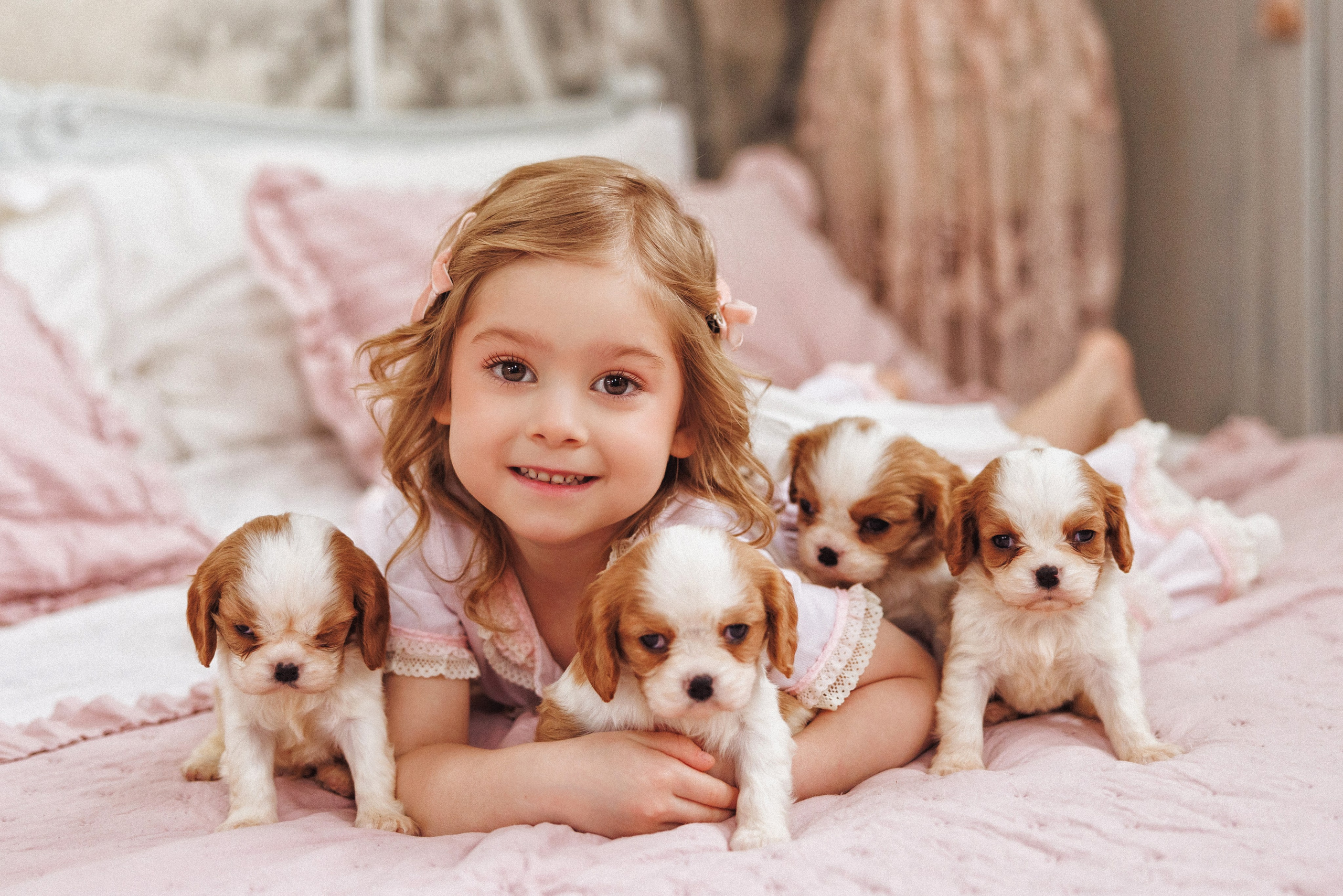 Фотосессия с щенками Кавалер кинг чарльз спаниель, фотостудия Ольги Сурухановой, город Краснодар. Семейный и детский фотограф в Краснодаре Анна Трашкова