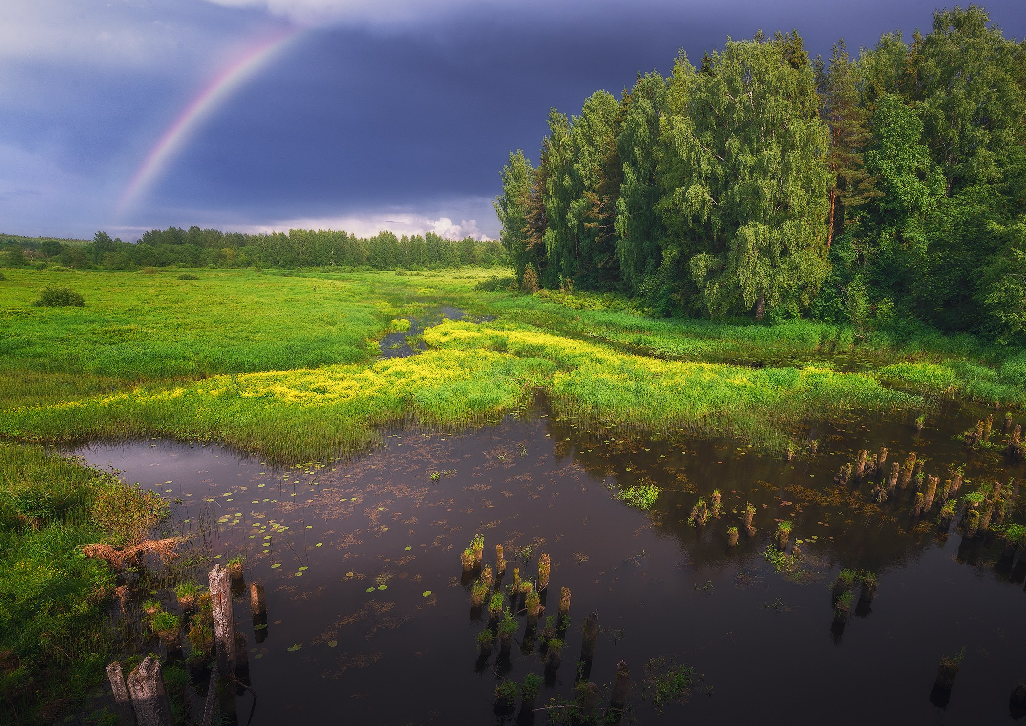 Volkovart.ru forest landscapes. Volkovart.online nature photography