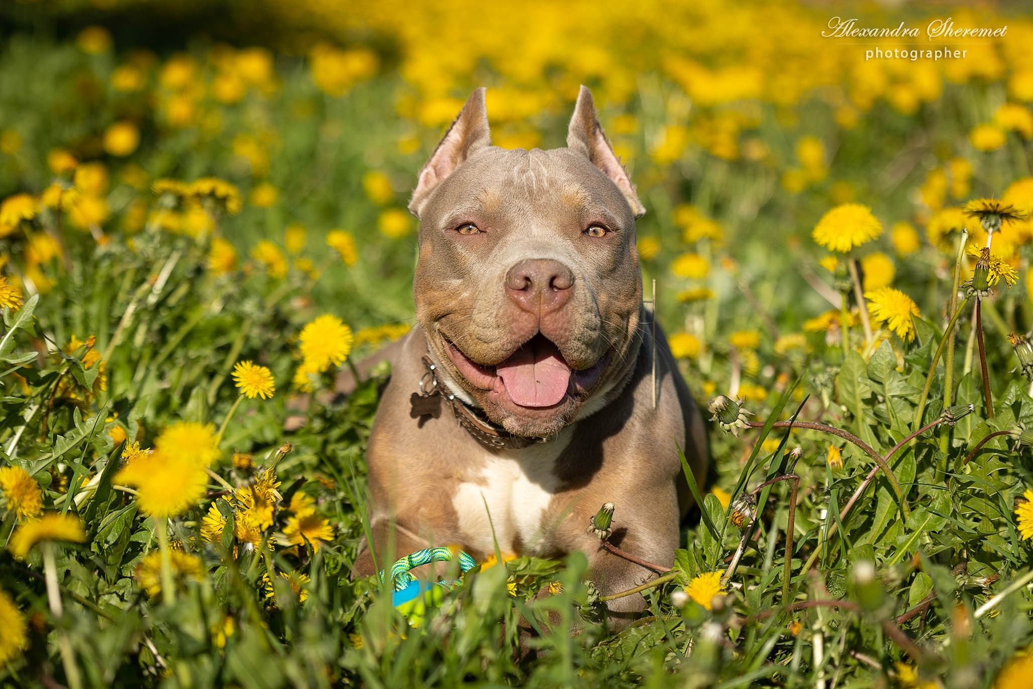 Булли. Фотограф-анималист Александра Шеремет