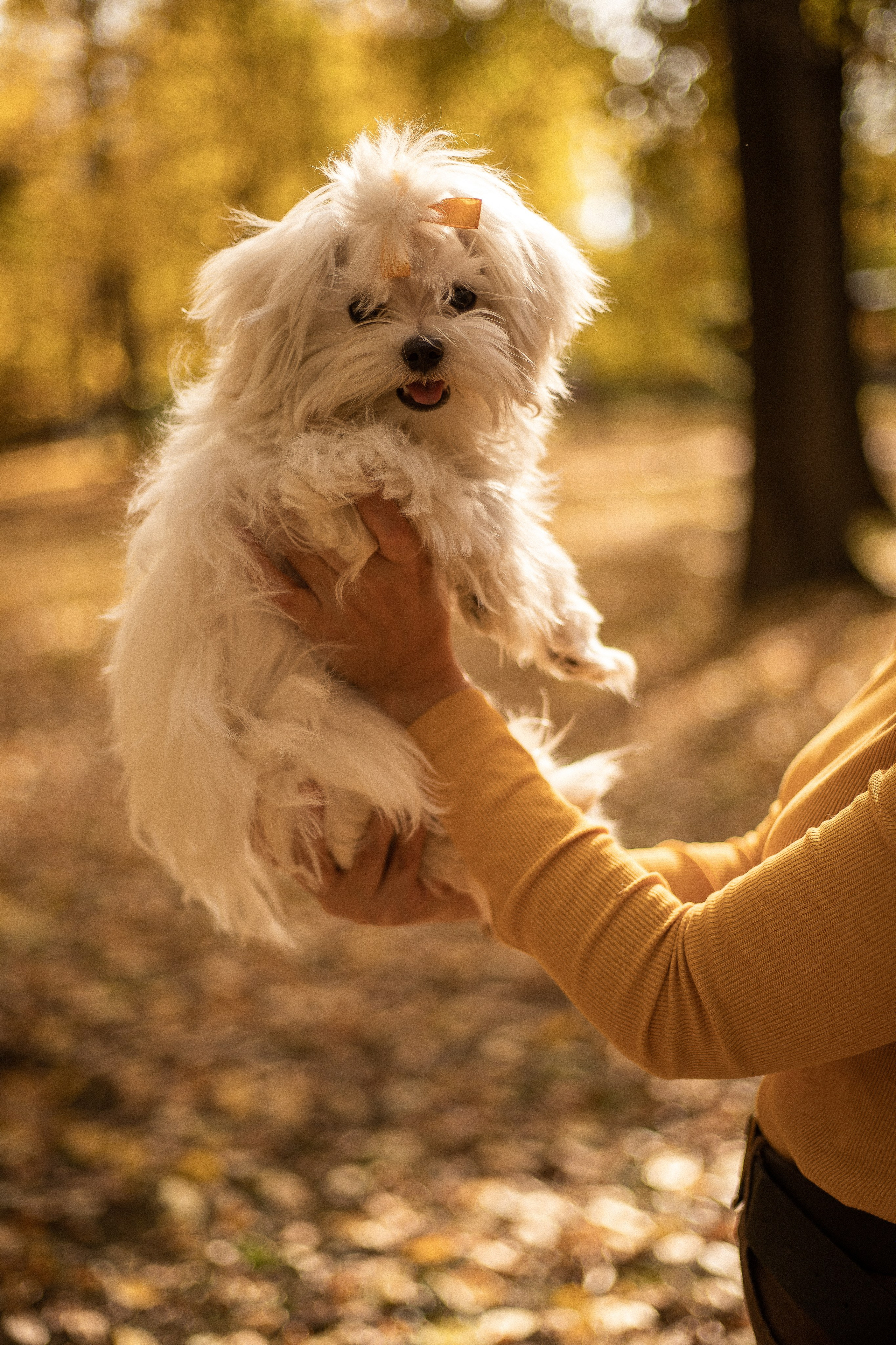 Семейная фотосессия - Дамы с собачкой. Семейный и женский фотограф Кемерово Мария Степ