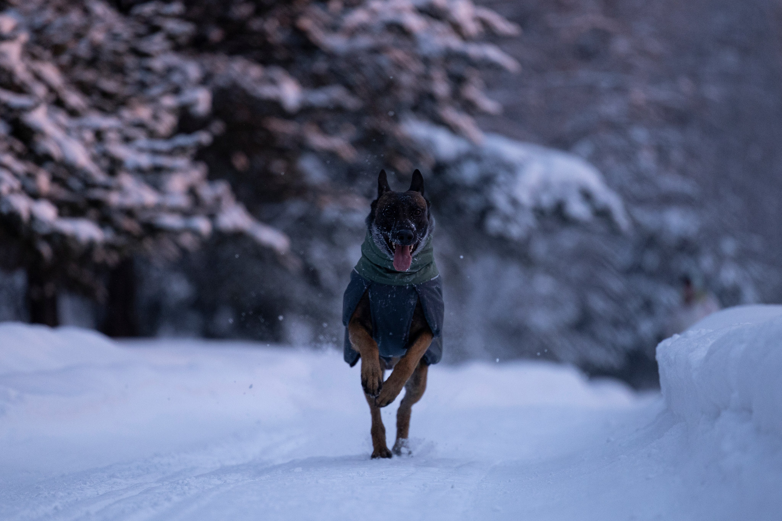 Суоранда. Фотограф-анималист Анна Маринич