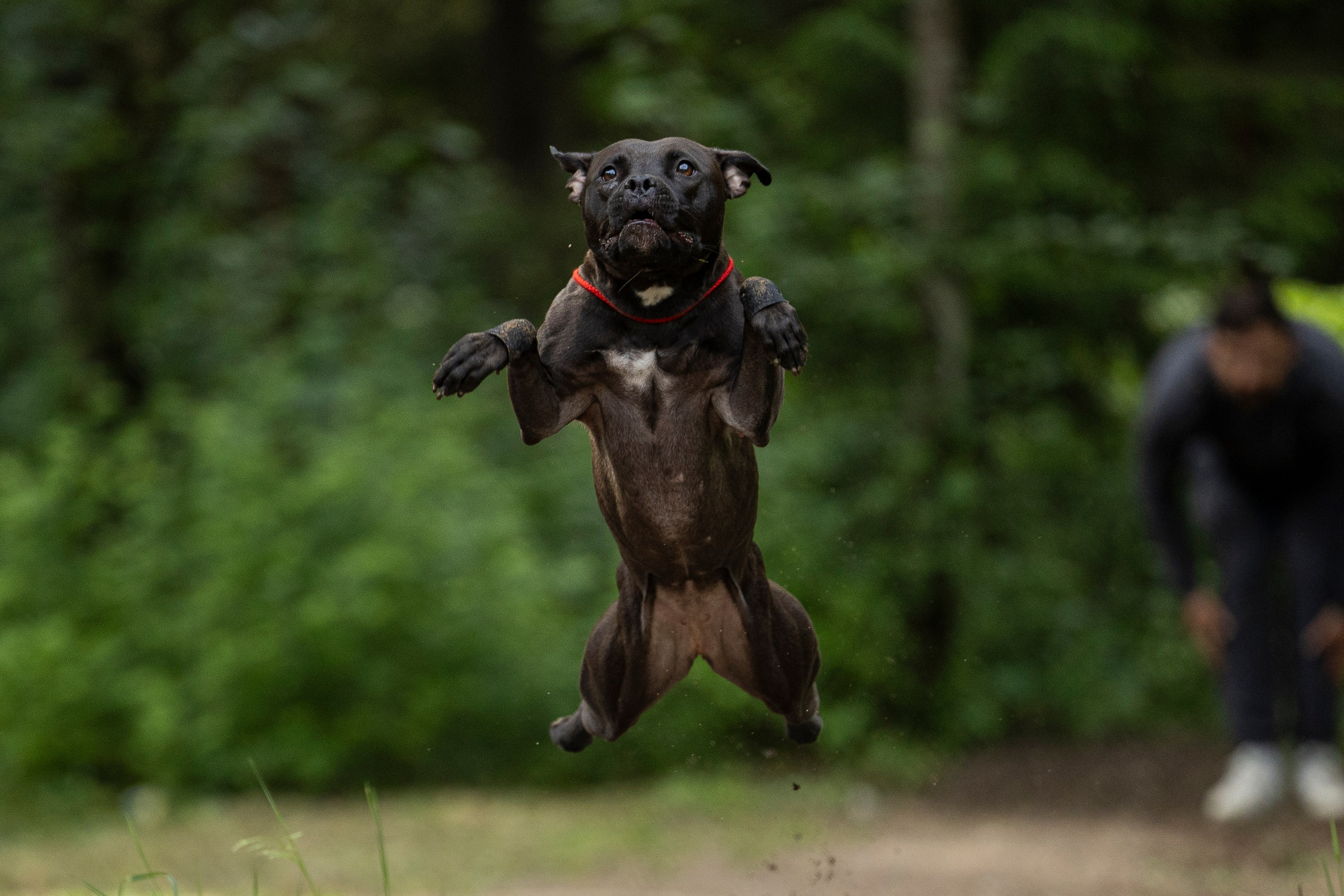 Пит-стафф многоборье. Фотограф-анималист Анна Маринич