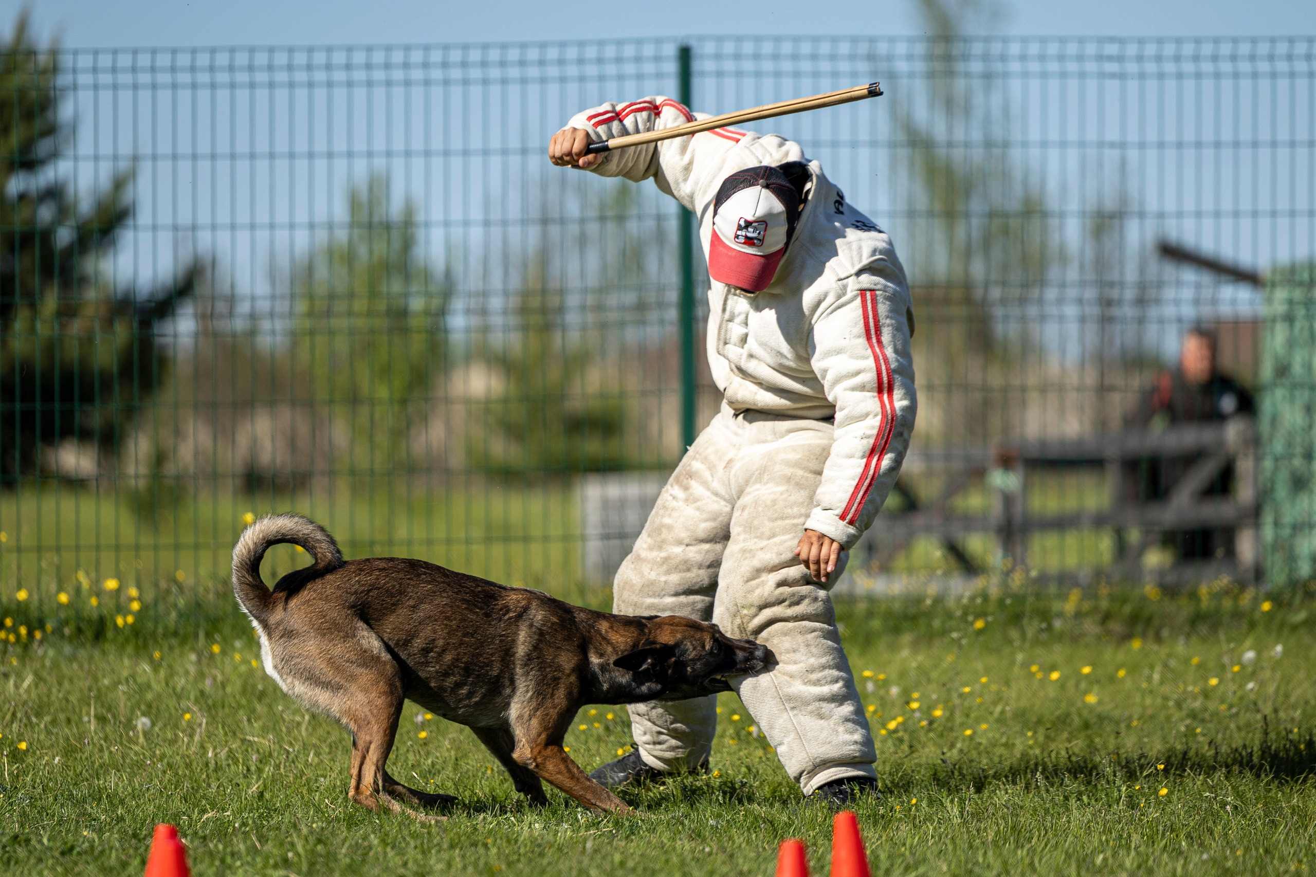 Испытания по мондьорингу в Нижнем Новгороде. Фотограф-анималист Анна Маринич