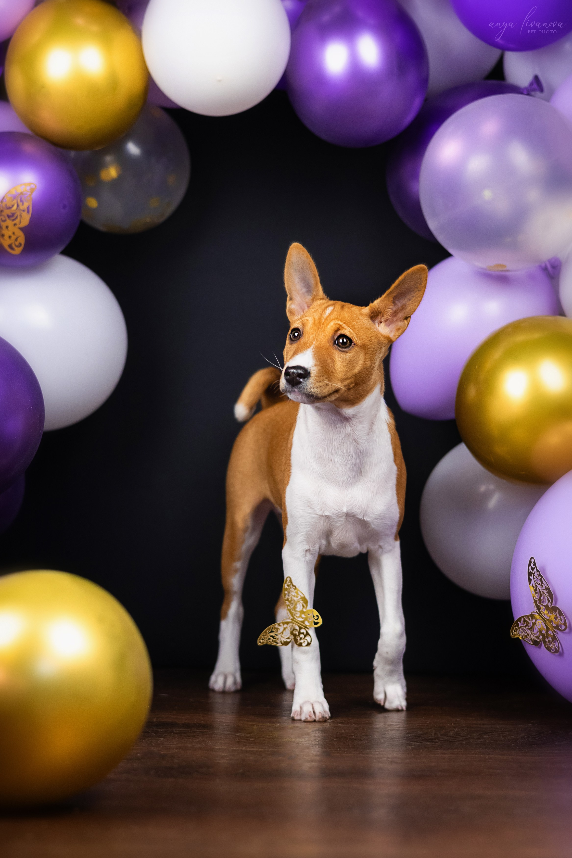 Баси. Фотограф анималист Аня Ливанова | Рыбинск