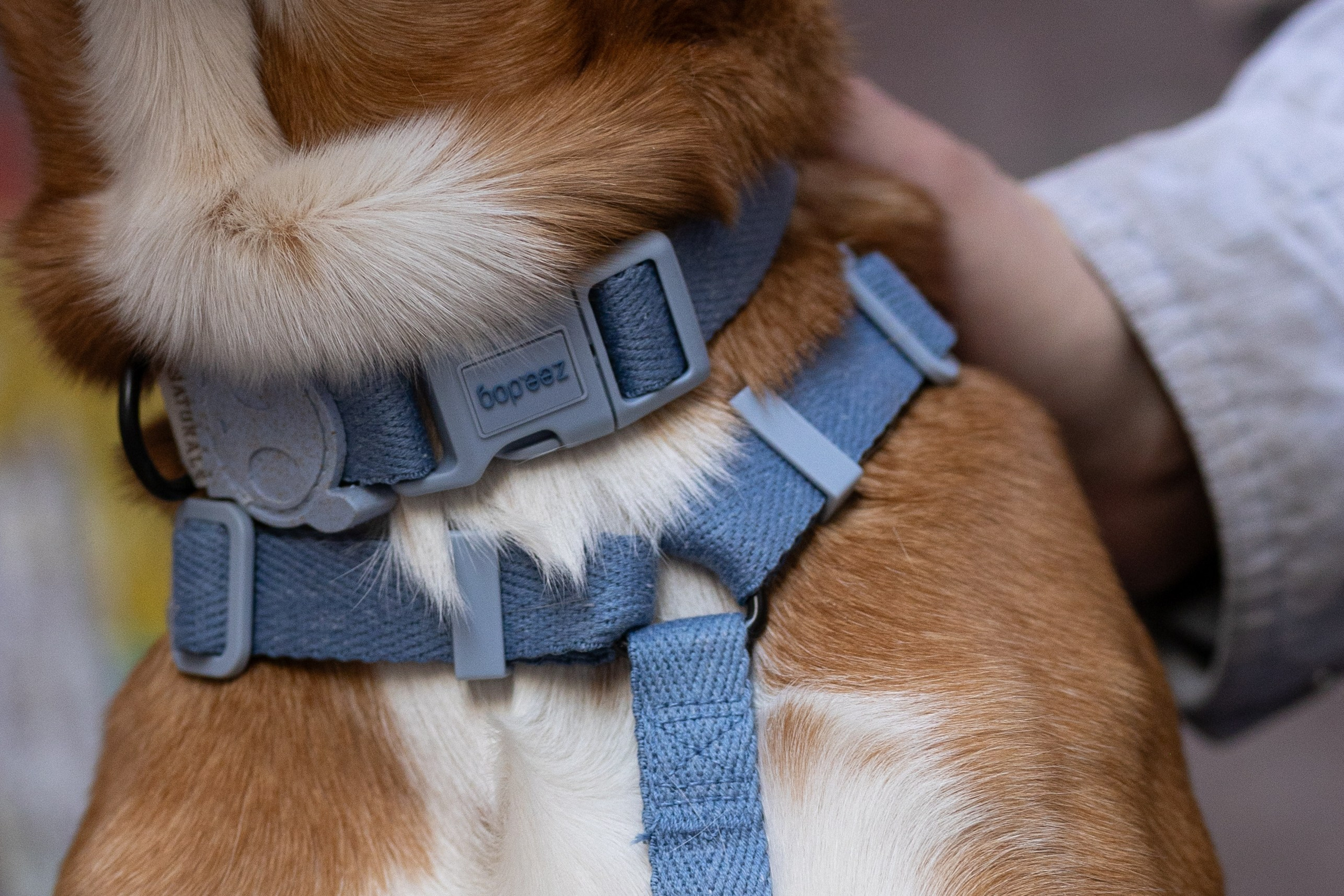 Съемка для бренда ZeeDog. Фотограф-анималист в Москве Кириллова Татьяна