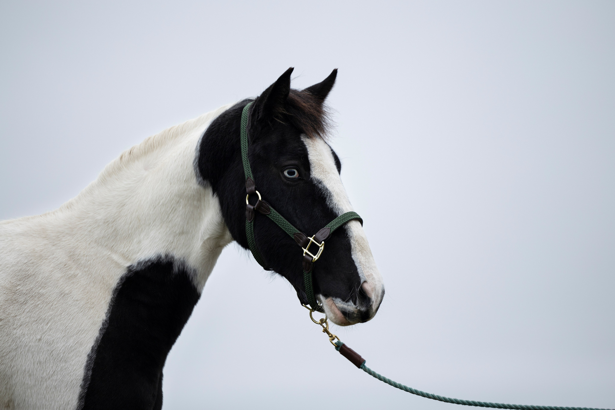 Дракарис и Кейси. Фотограф-анималист Анна Маринич