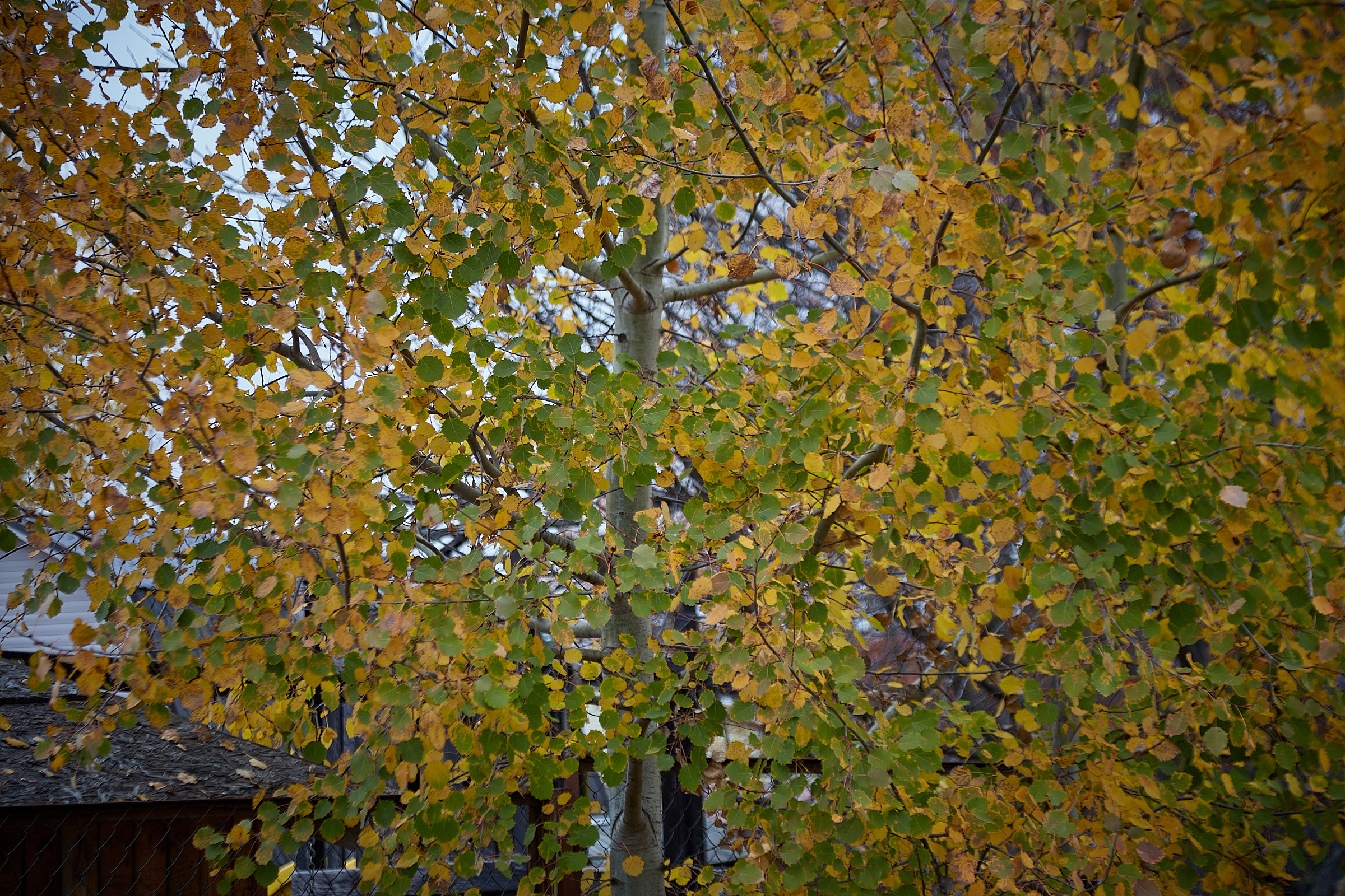 Kotor Wedding Photographer – Capture Every Moment Beautifully. Photographer in Montenegro | Фотограф в Черногории