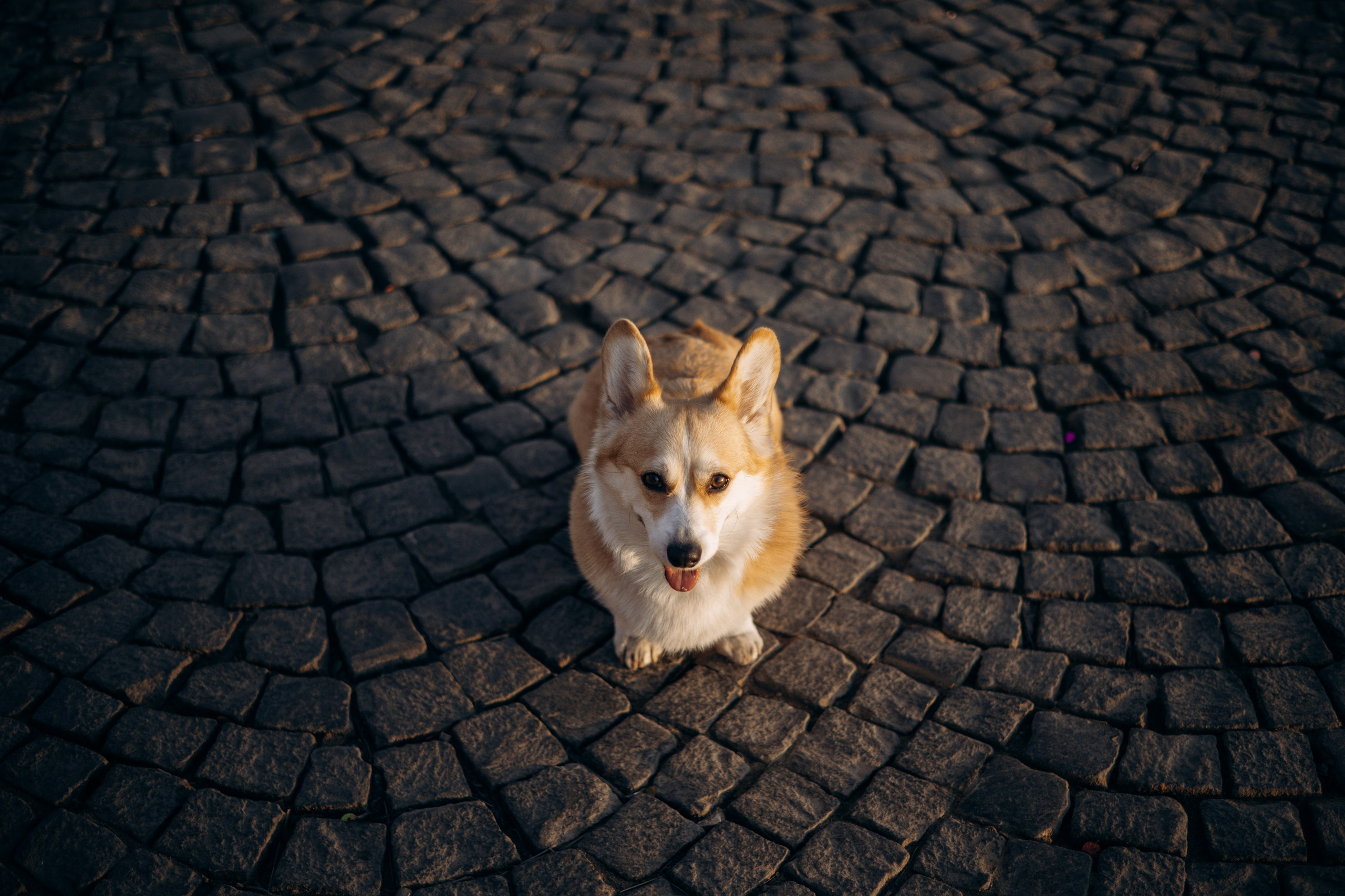 Настя и Ева. Фотограф — Анималист | Санкт-Петербург