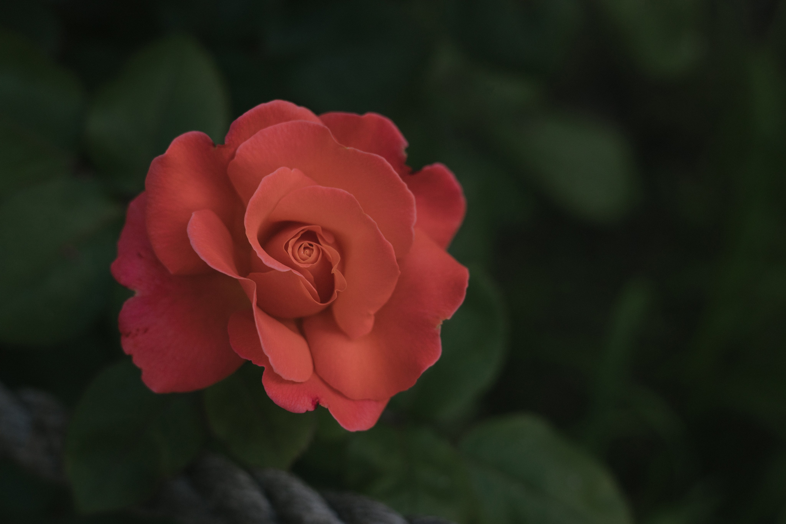 32 человека и 1 кот. Свадебный и семейный фотограф в Санкт-Петербурге и Москве