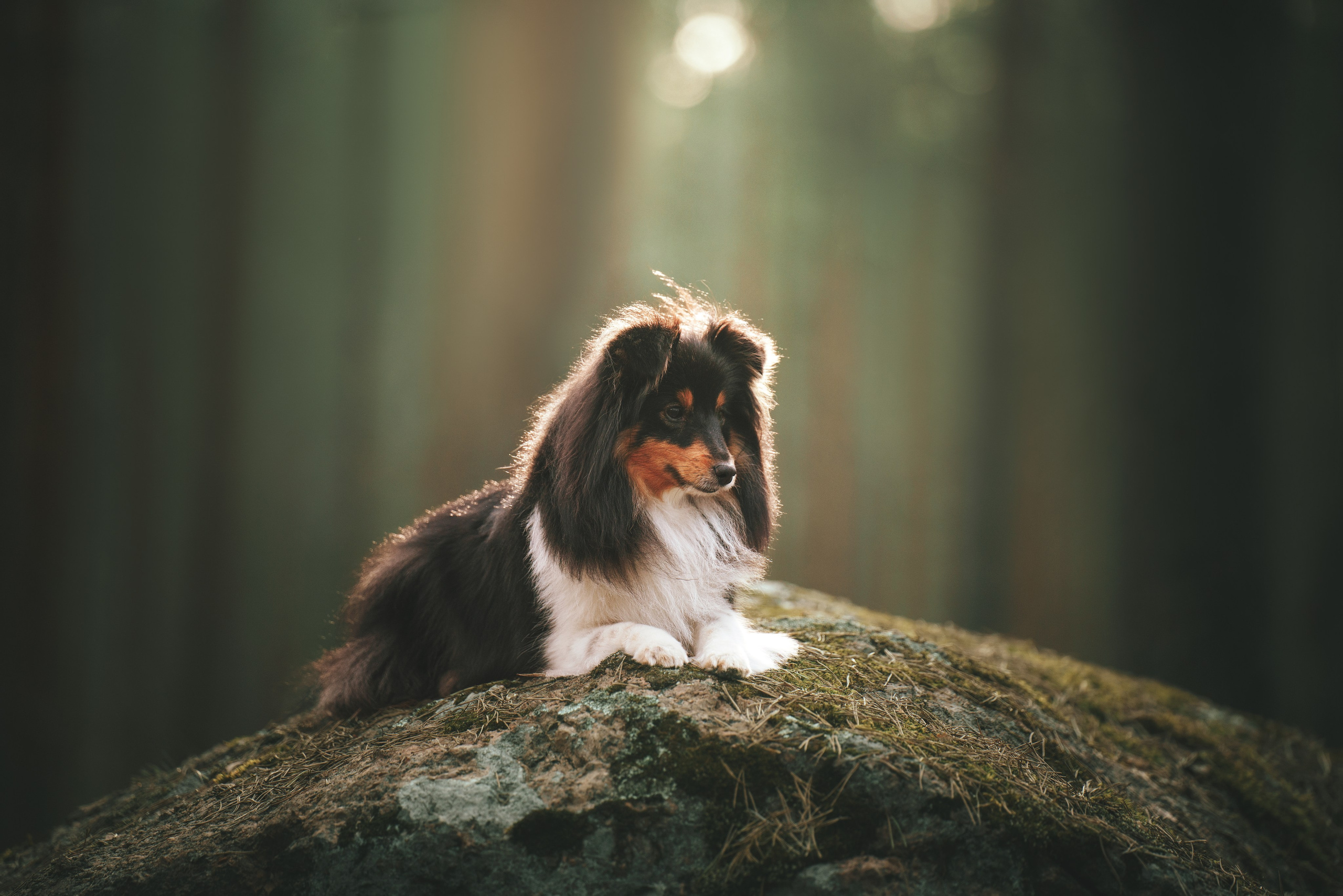 Мила и Лейла. Фотограф анималист Осипчикова Мария