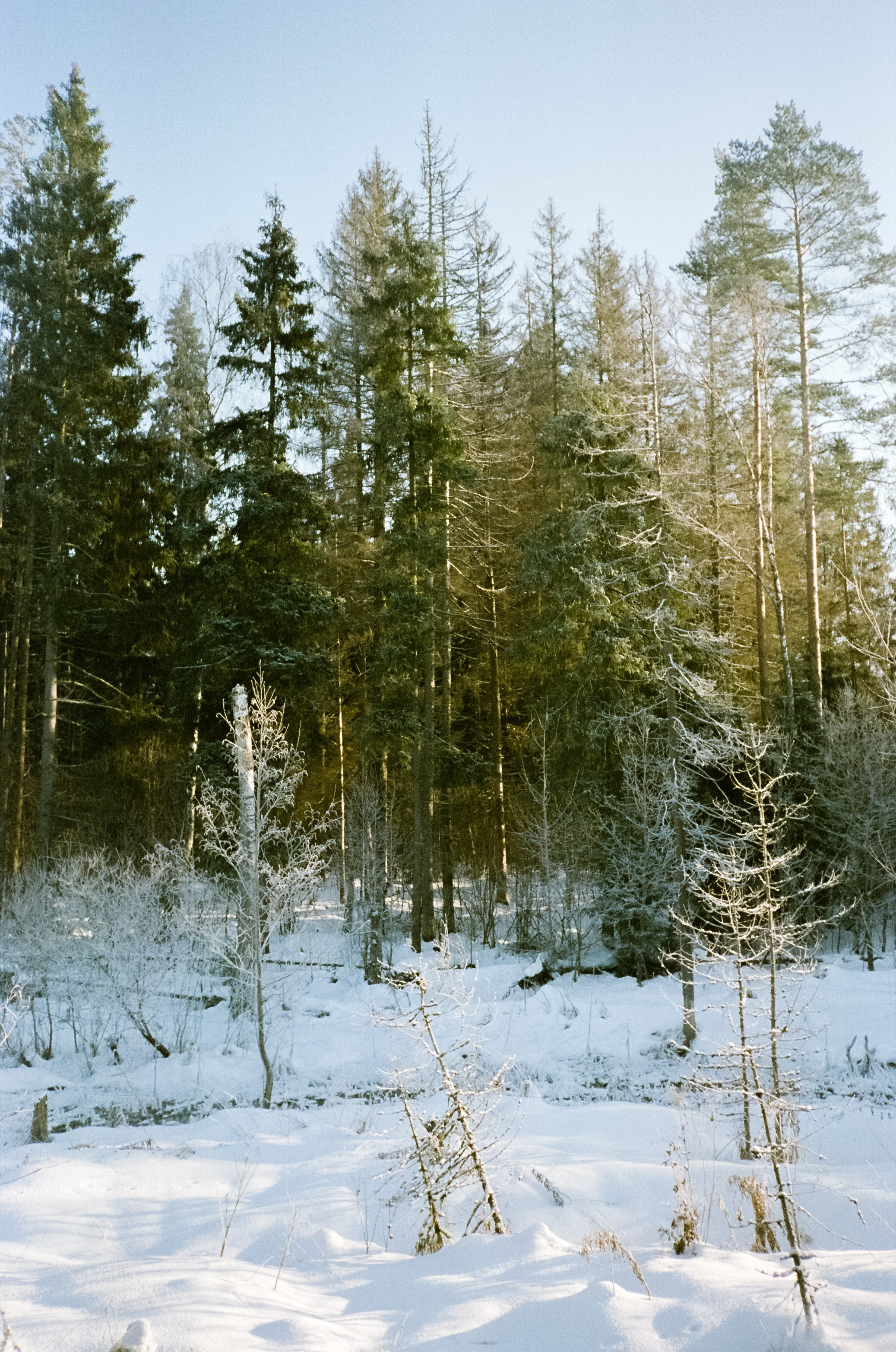 Chinon Auto 3001 (2) / Fuji Eterna 250D (ISO 100) / Давыдовское, Лукин