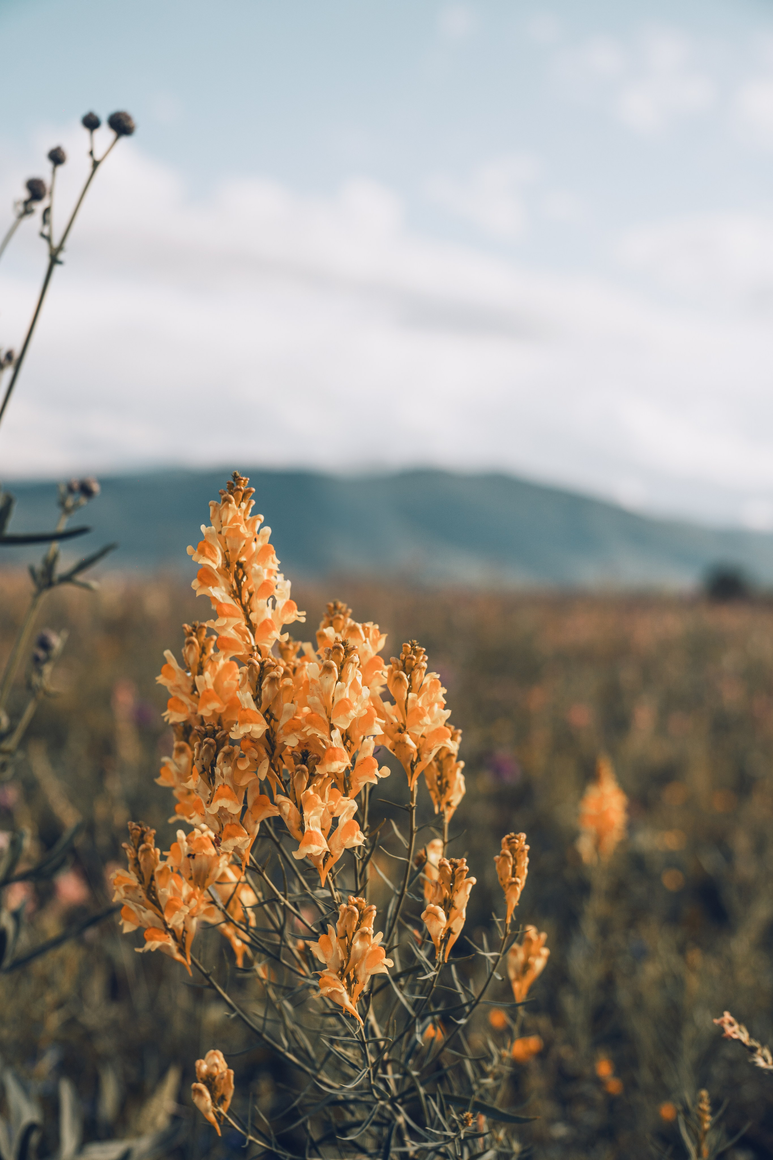 Алтай. Gusarov Travel Photography