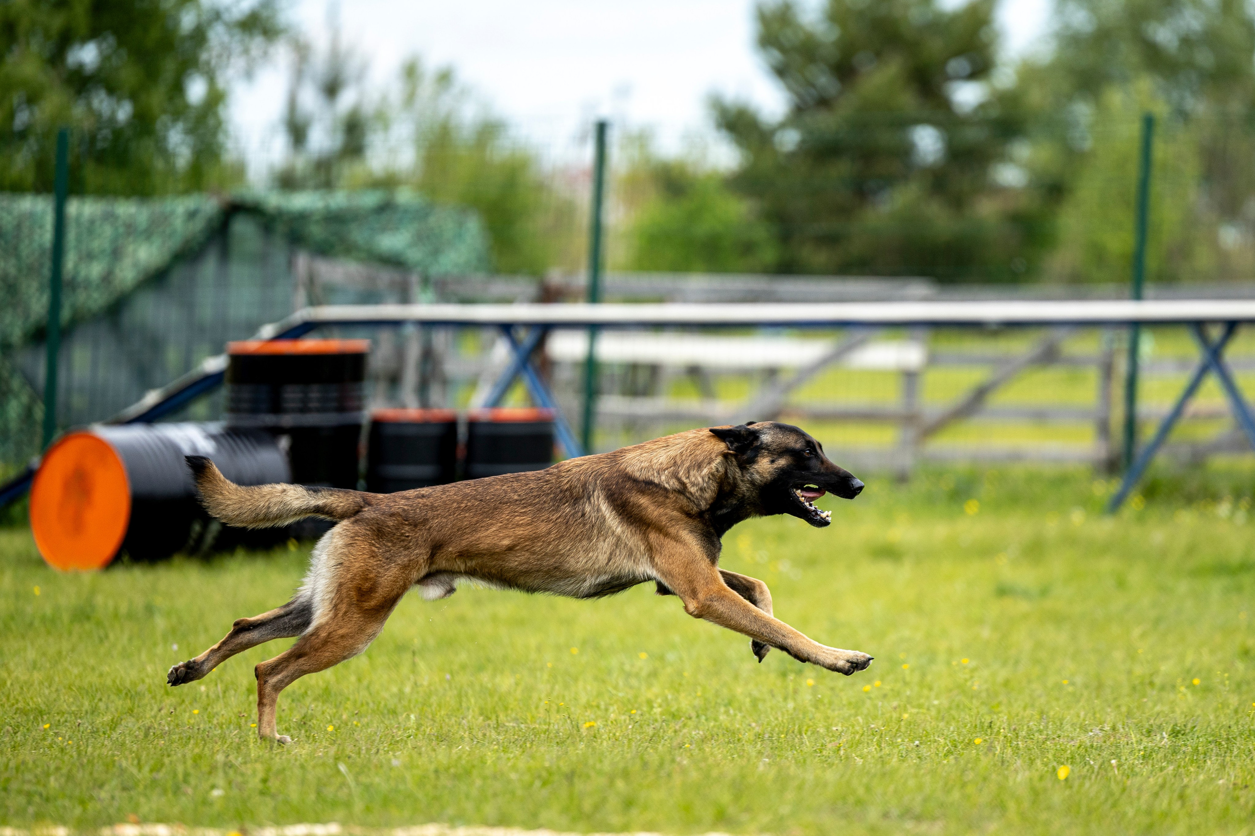 Испытания по мондьорингу в Нижнем Новгороде. Фотограф-анималист Анна Маринич