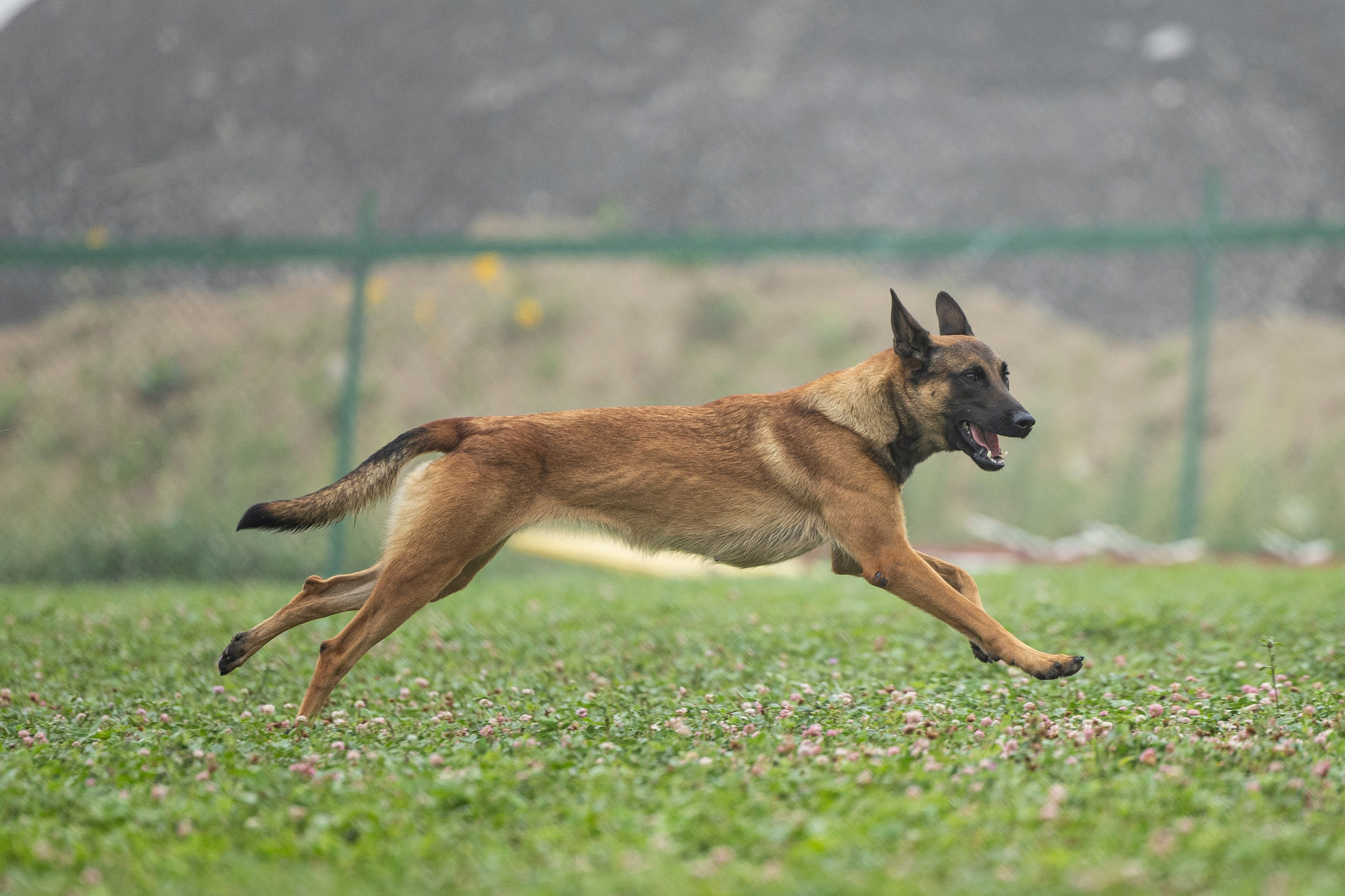 Соревнования по Мондьорингу г. Вологда 10-11.08.2024. Фотограф-анималист Анна Маринич