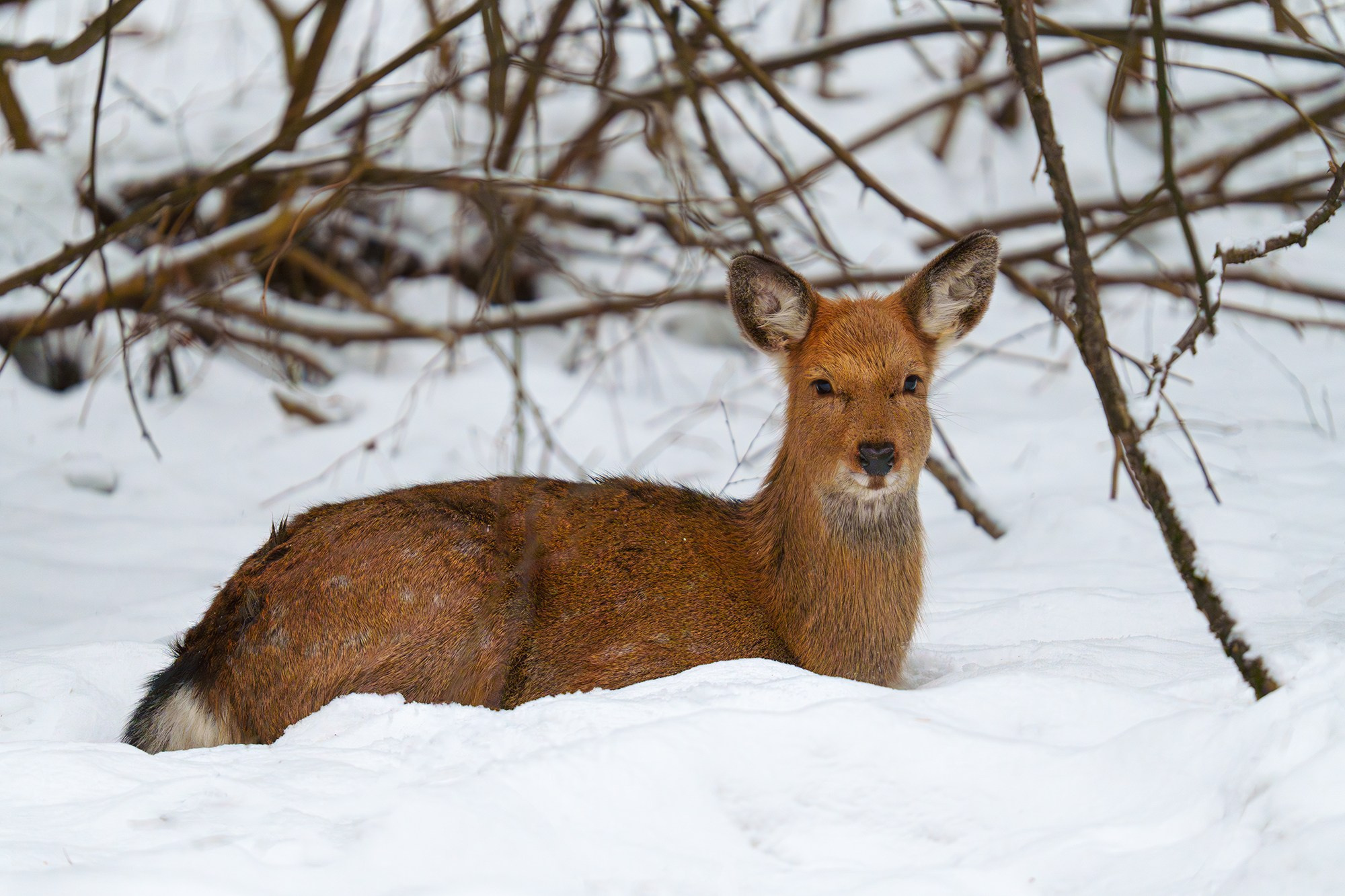 Животные. Ваш личный фотограф Марина Волкова