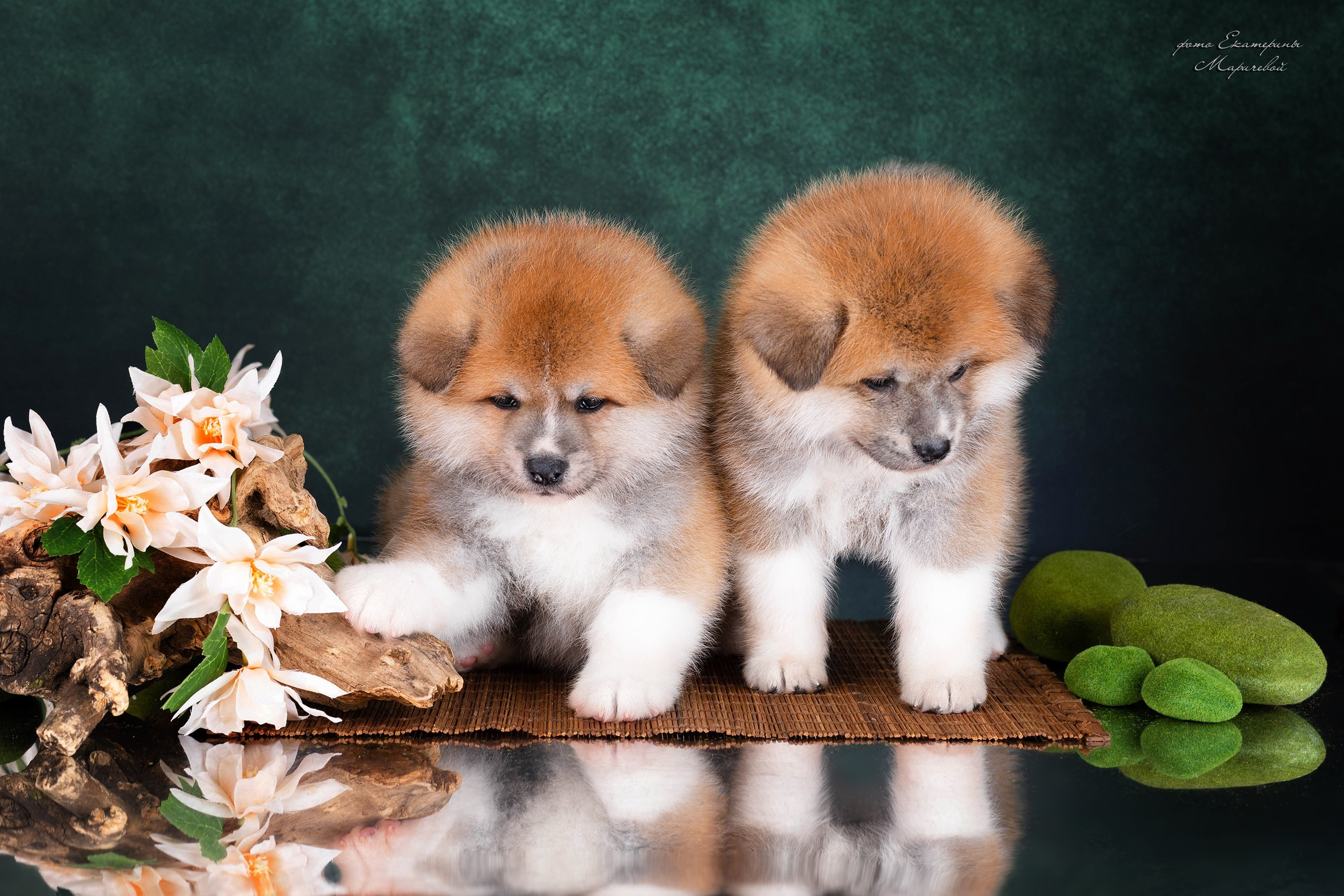 Галерея щенков. Фотограф-анималист в Омске Екатерина Маричева