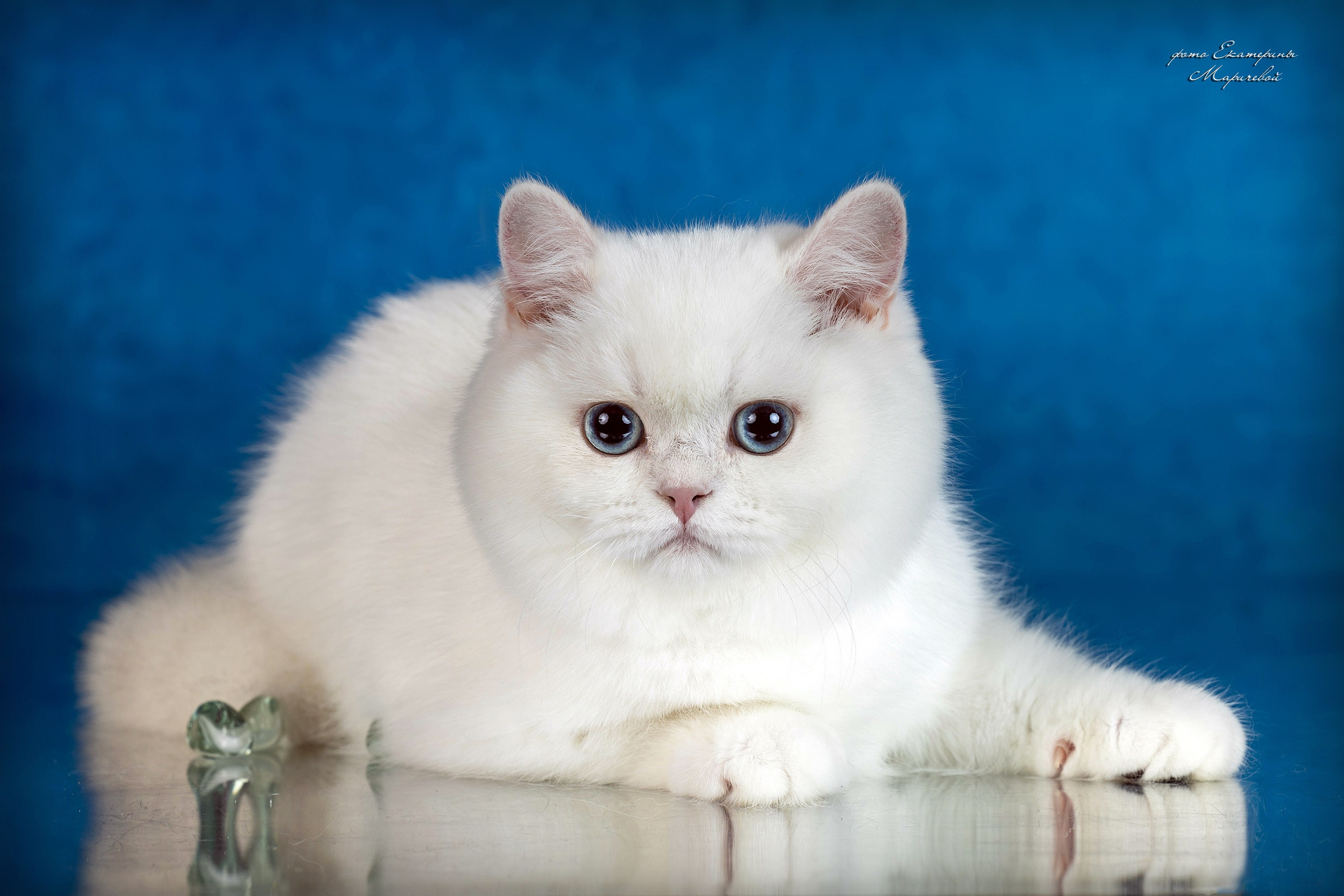 Стендовая съёмка на выставках кошек. Фотограф-анималист в Омске Екатерина Маричева