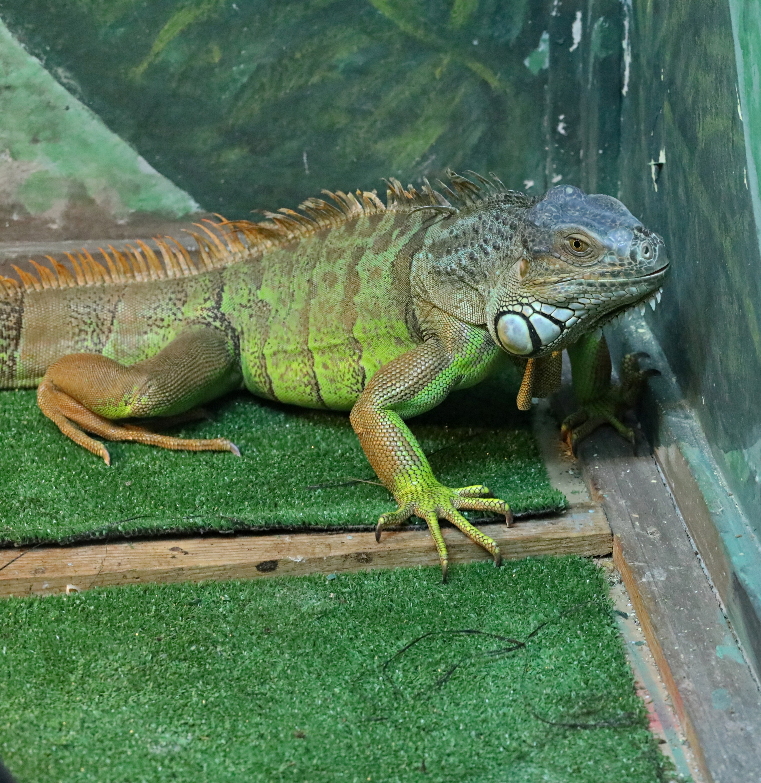 Ростовский зоопарк. Фото-художник и Репортажный фотограф Николаев Александр Алексеевич