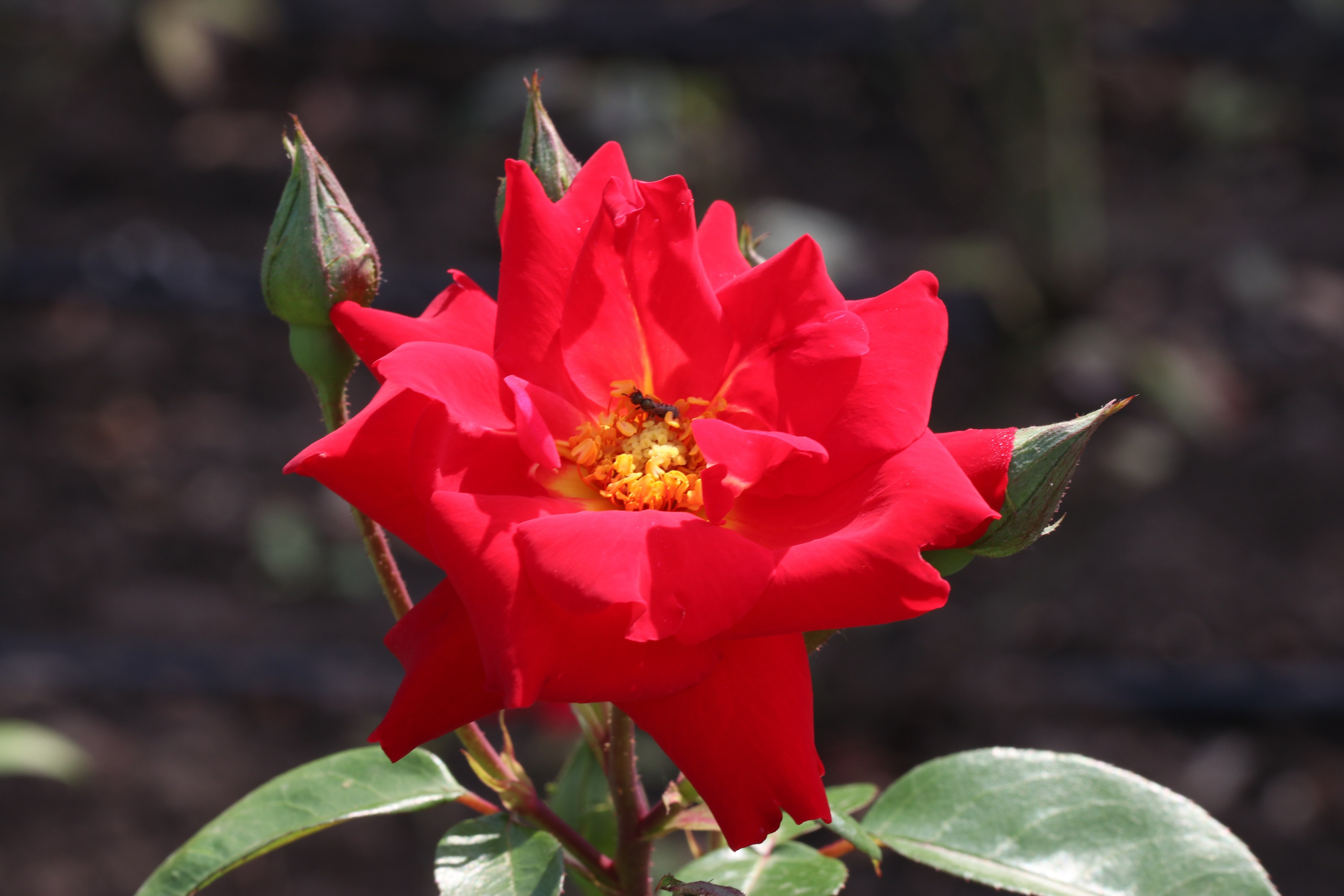 Долина роз в Кисловодске. Фото-художник и Репортажный фотограф Николаев Александр Алексеевич