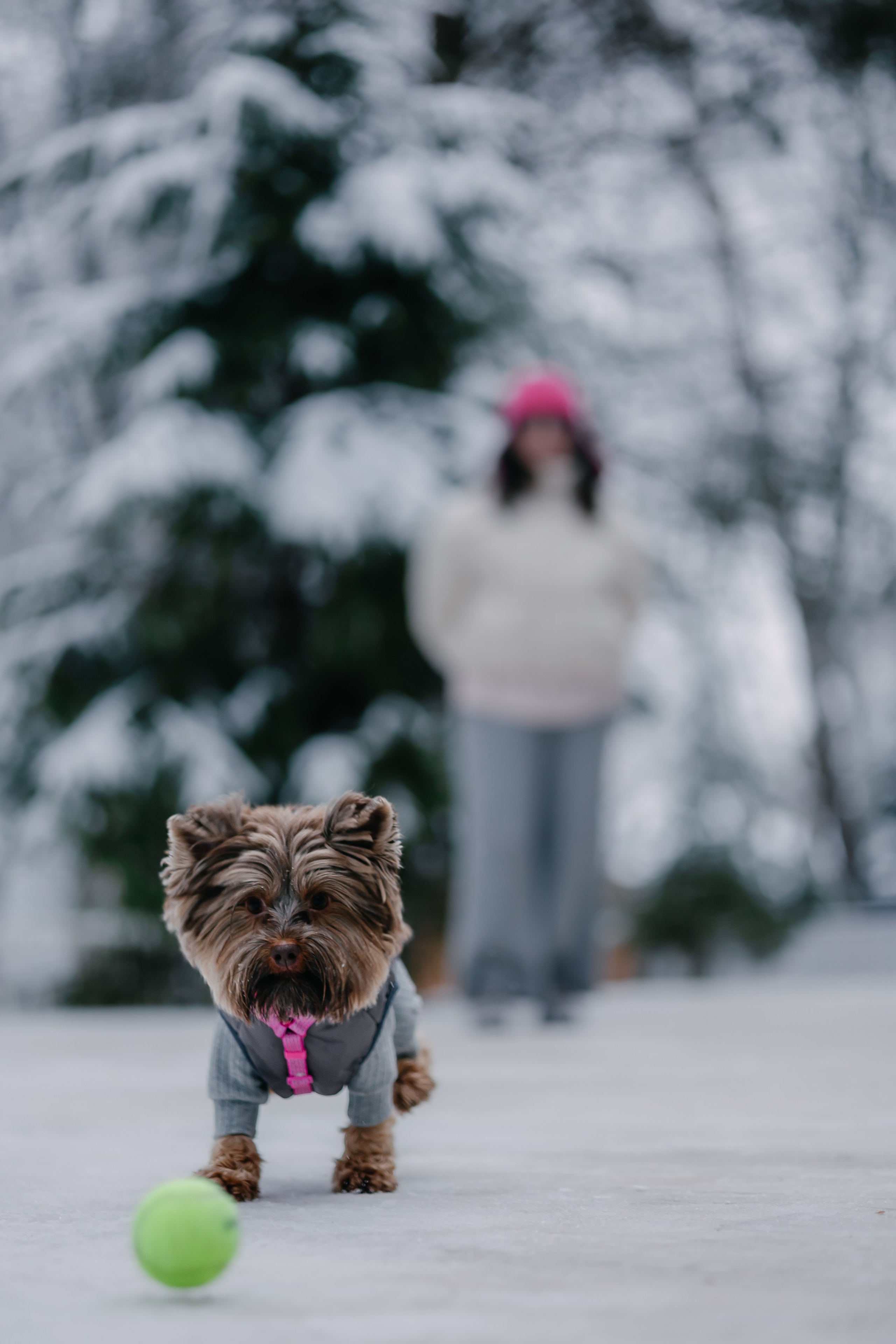 Лиза и Рикки. Фотограф-анималист в Санкт-Петербурге Алина Яхонт