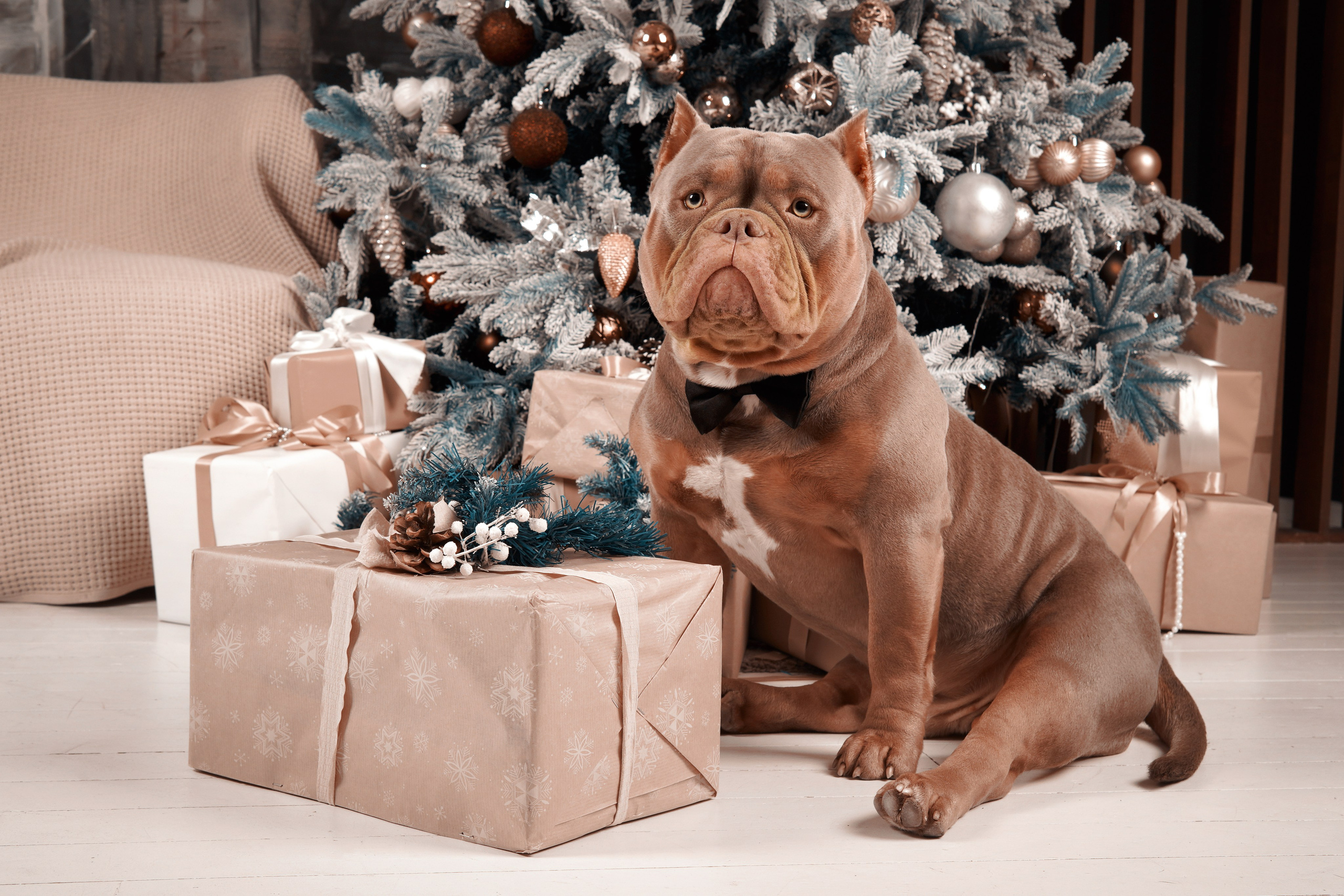 Анималистика. Студийные съемки. Фотограф людей и животных в Санкт-Петербурге Марина Бурмистрова