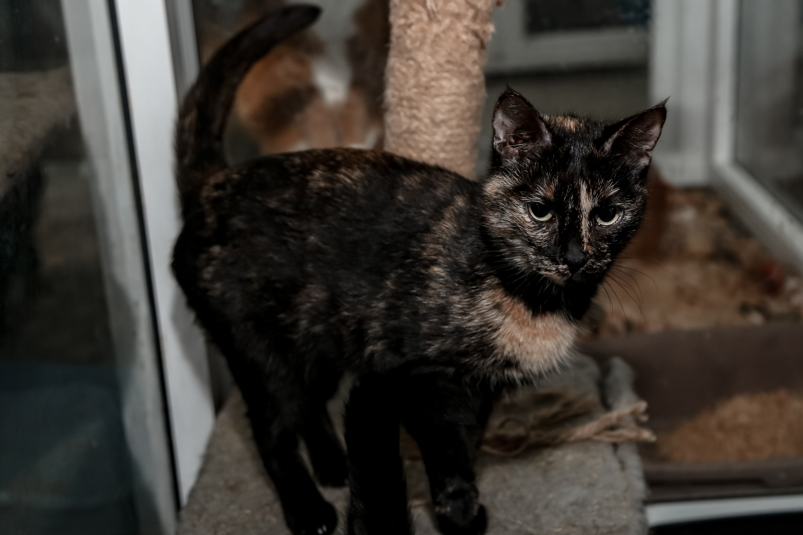 Приют Кошкин Дом Филимоша. Ваш фотограф в Оренбурге Рощупкина Екатерина