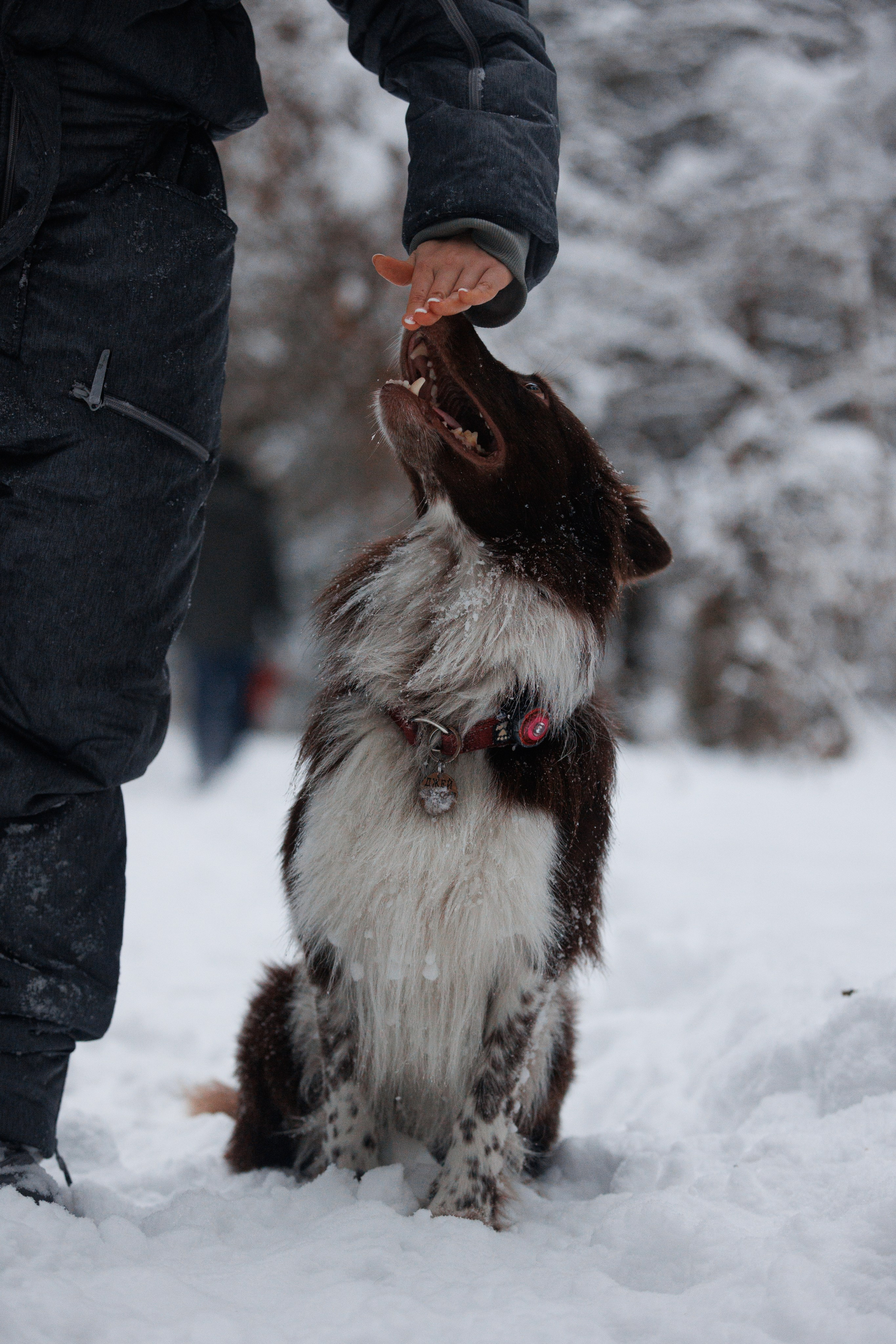 Даша и компания. Фотограф анималист Кристина Карпова, Москва