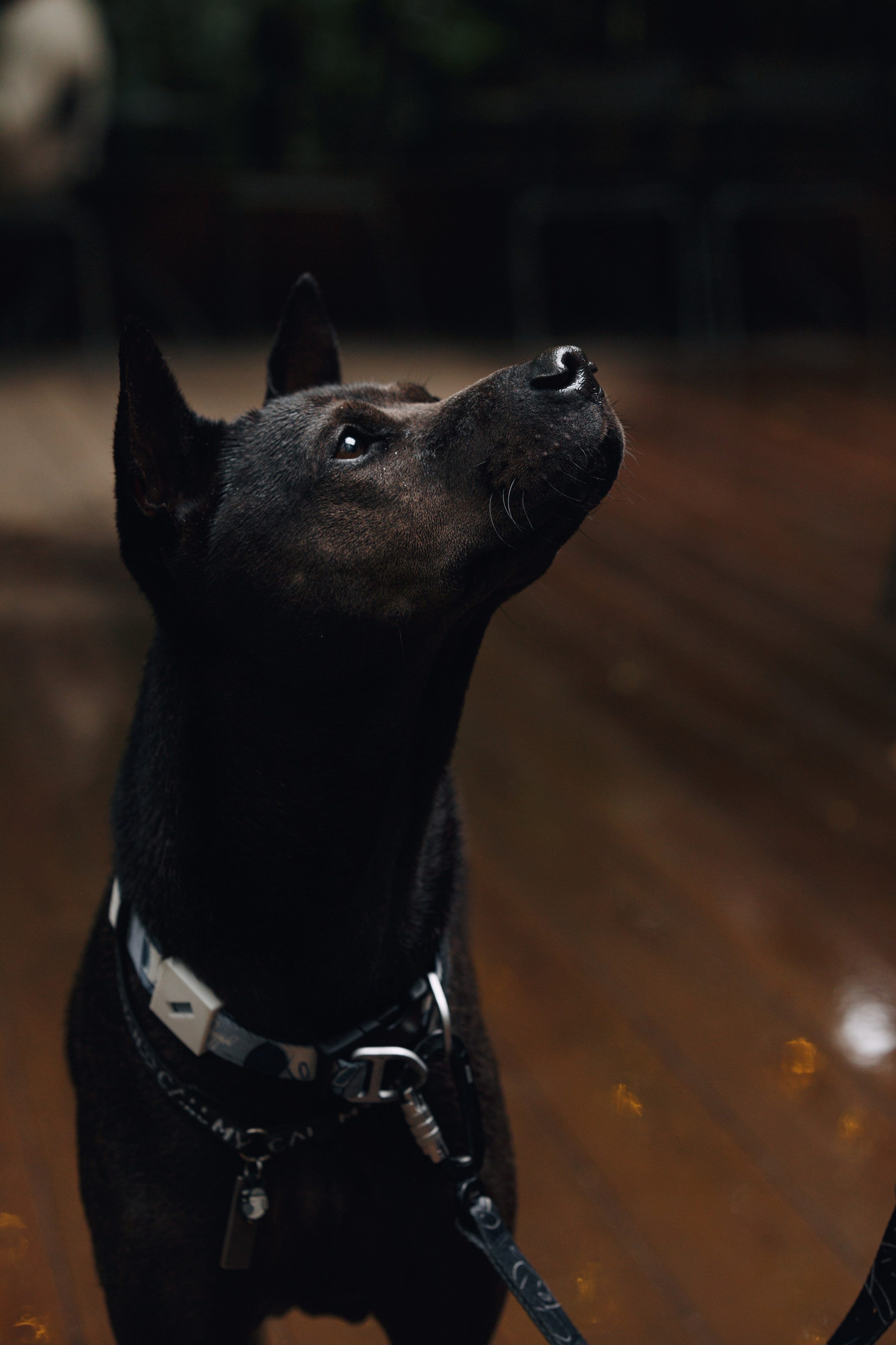 Рэкс, Лена и Вова в Мещерском. Фотограф анималист Кристина Карпова, Москва