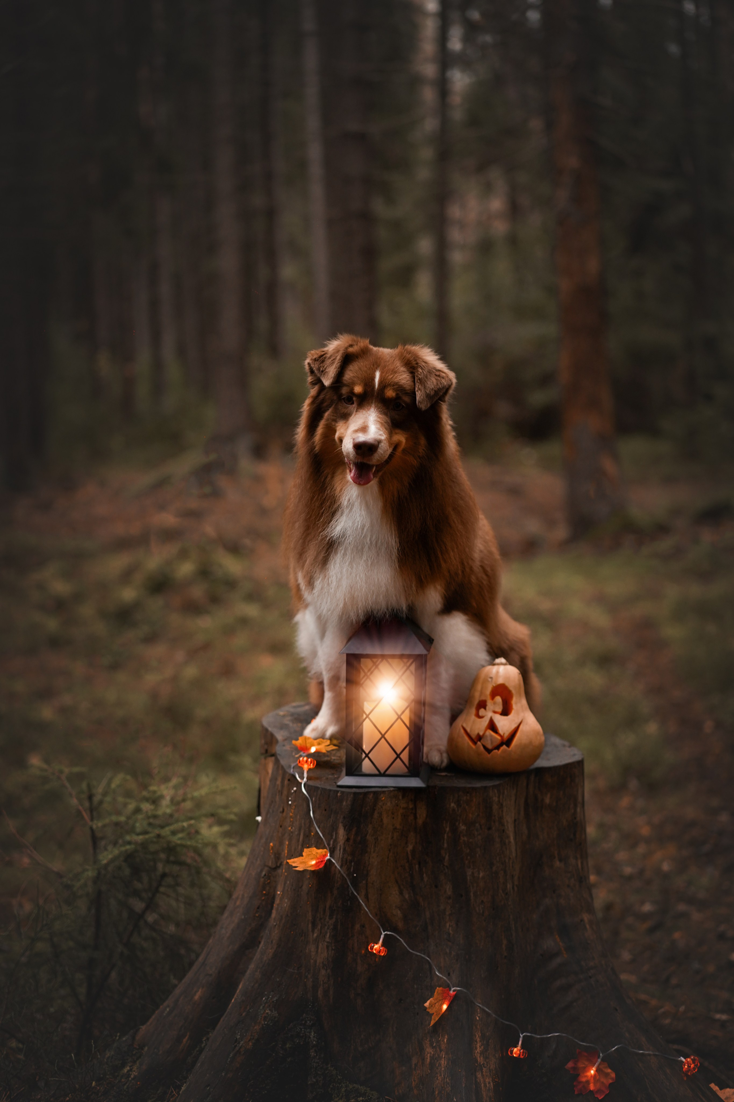 Аусси Хэллоуин 24. Фотограф-анималист в Санкт-Петербурге Яна Мартынова