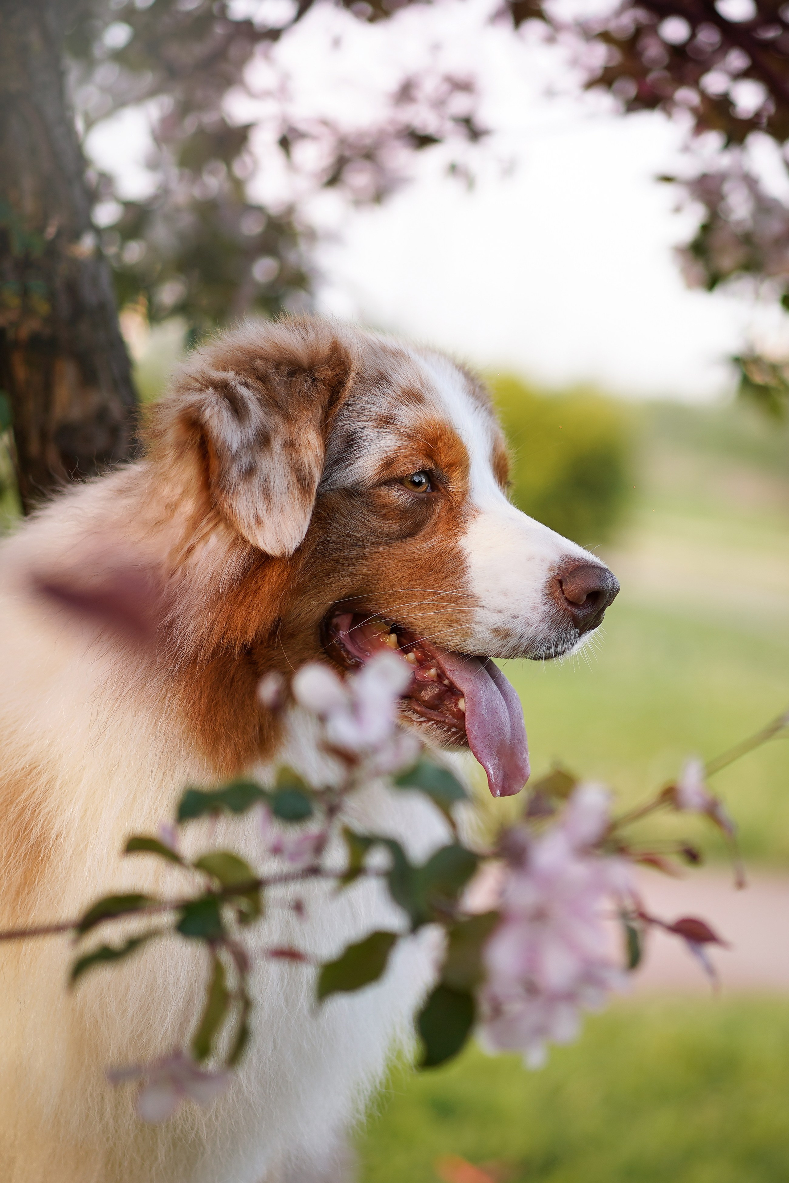 Аусси в Яблоневом саду. Фотограф-анималист в Санкт-Петербурге Яна Мартынова