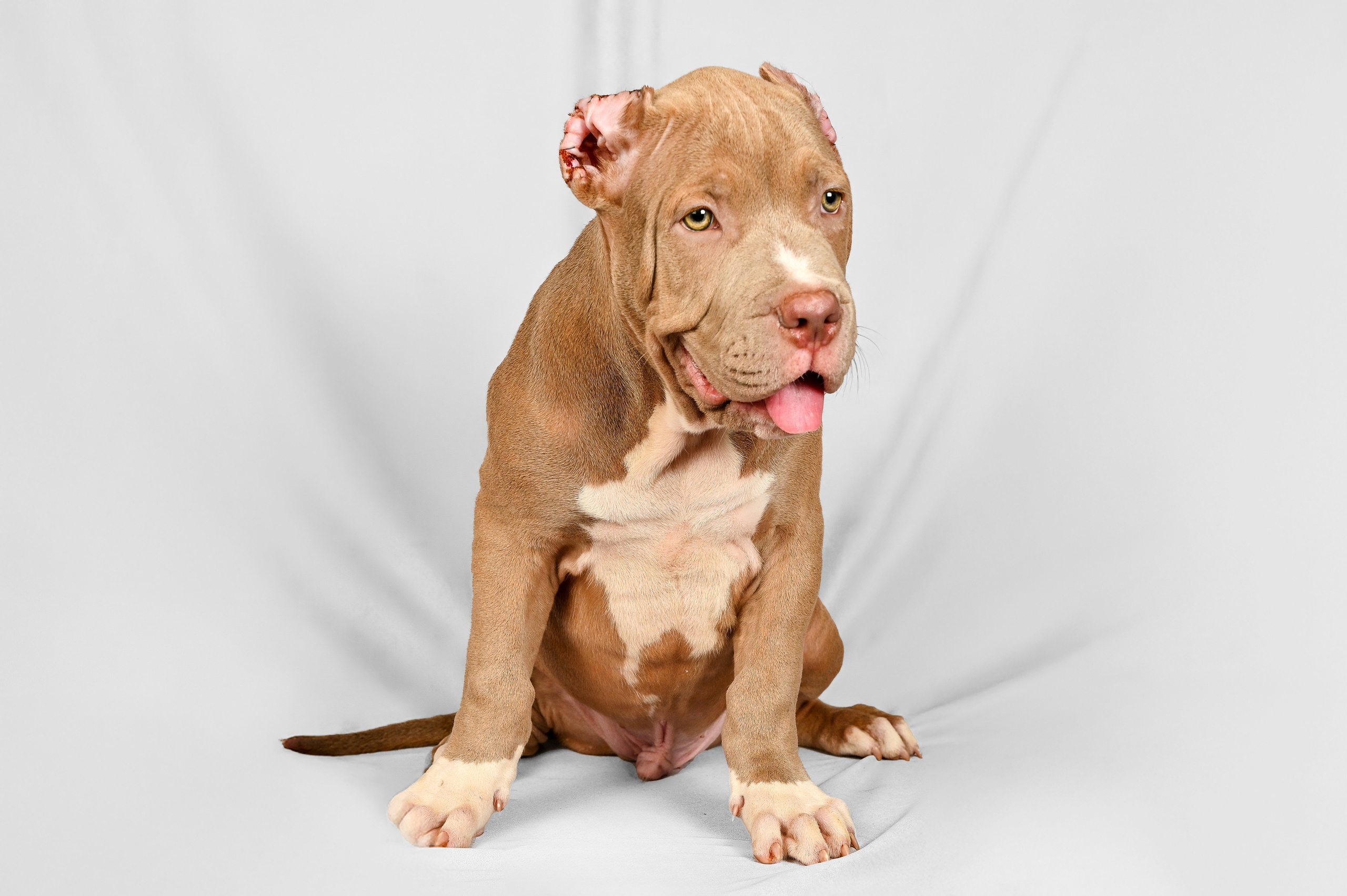 Питомцы. Экспресс-портрет, фото для сайтов и соцсетей