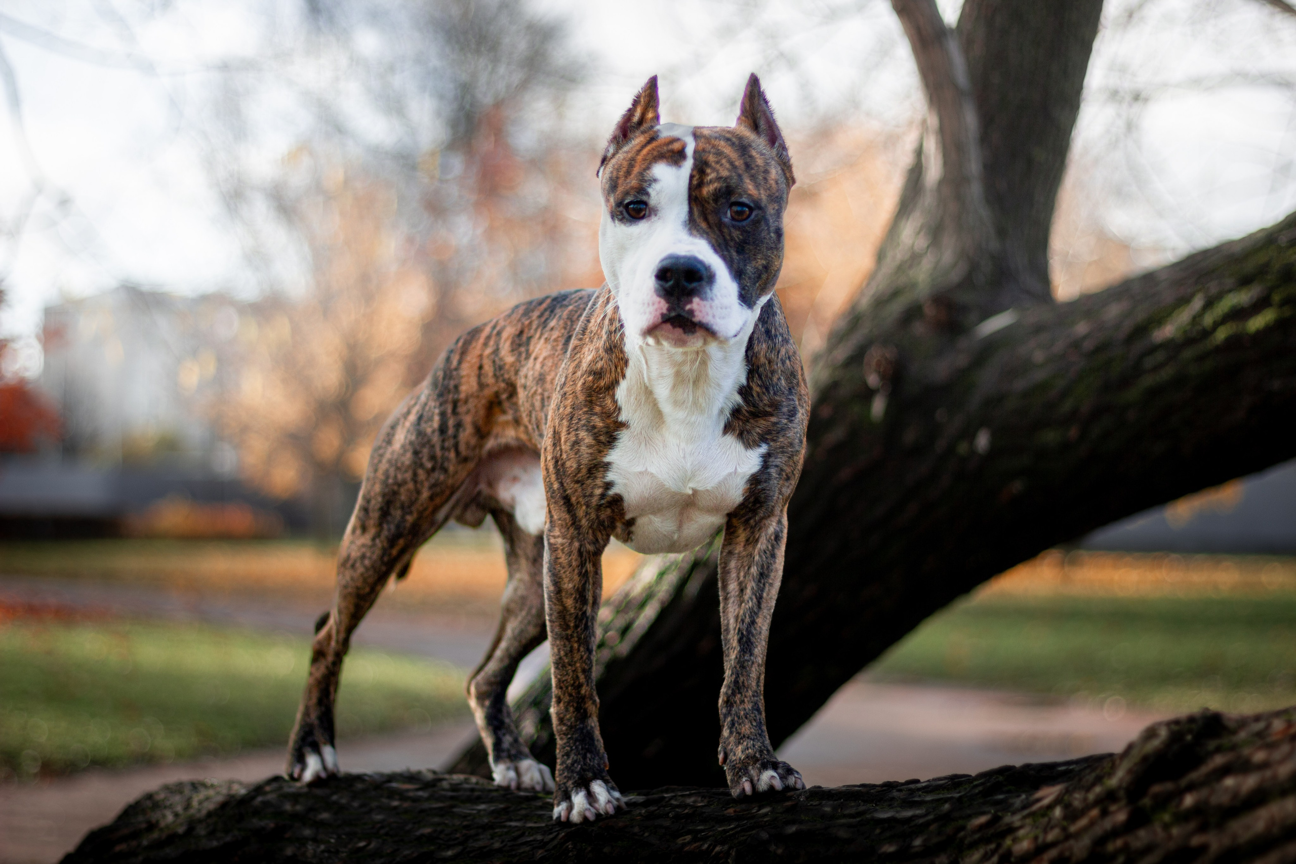 Анималистика. Никита Соловьев | Фотограф в Санкт-Петербурге
