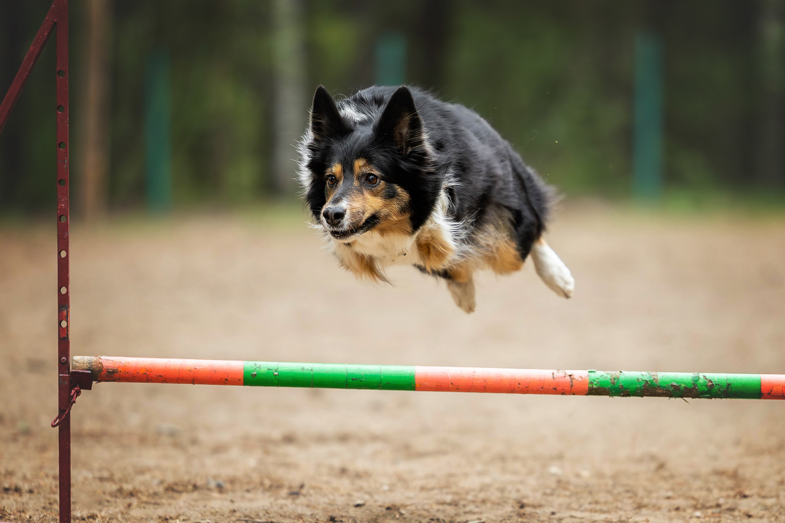 Тренировка аджилити. Фотограф Анималист в Перми Анастасия Остерман