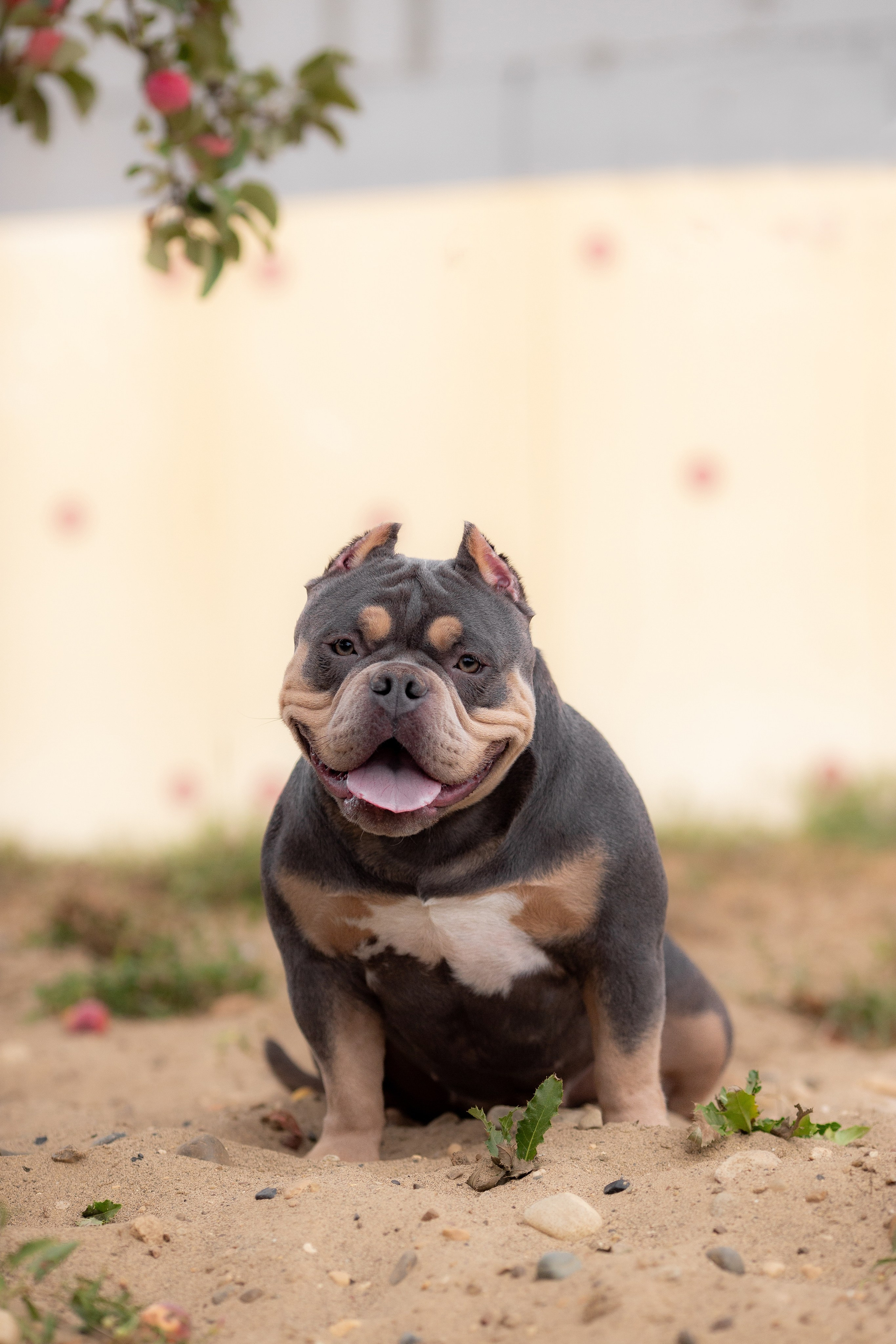 Наталья и булли. Фотограф Анималист в Перми Анастасия Остерман